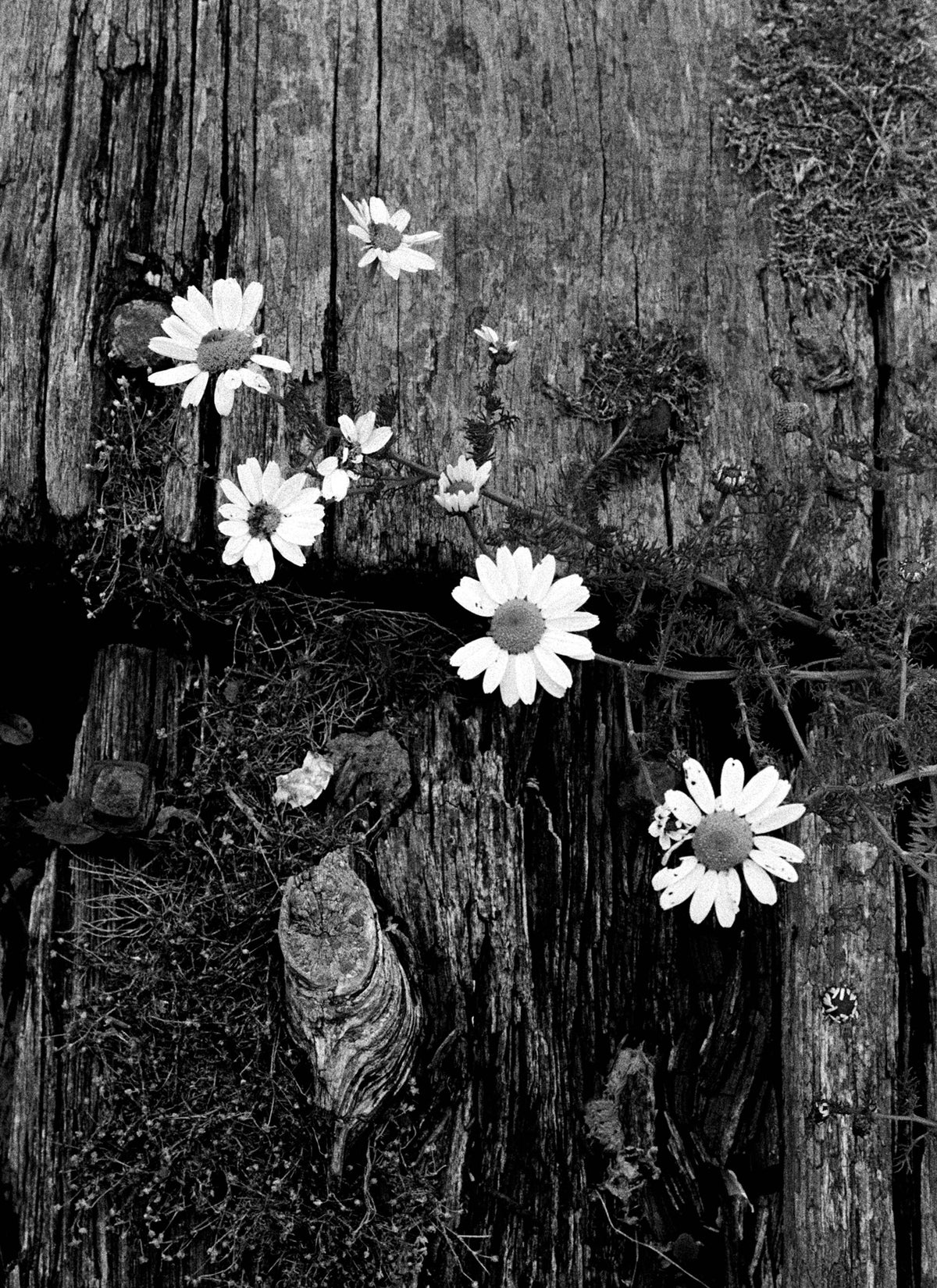Daisy West Cork '88 Ireland