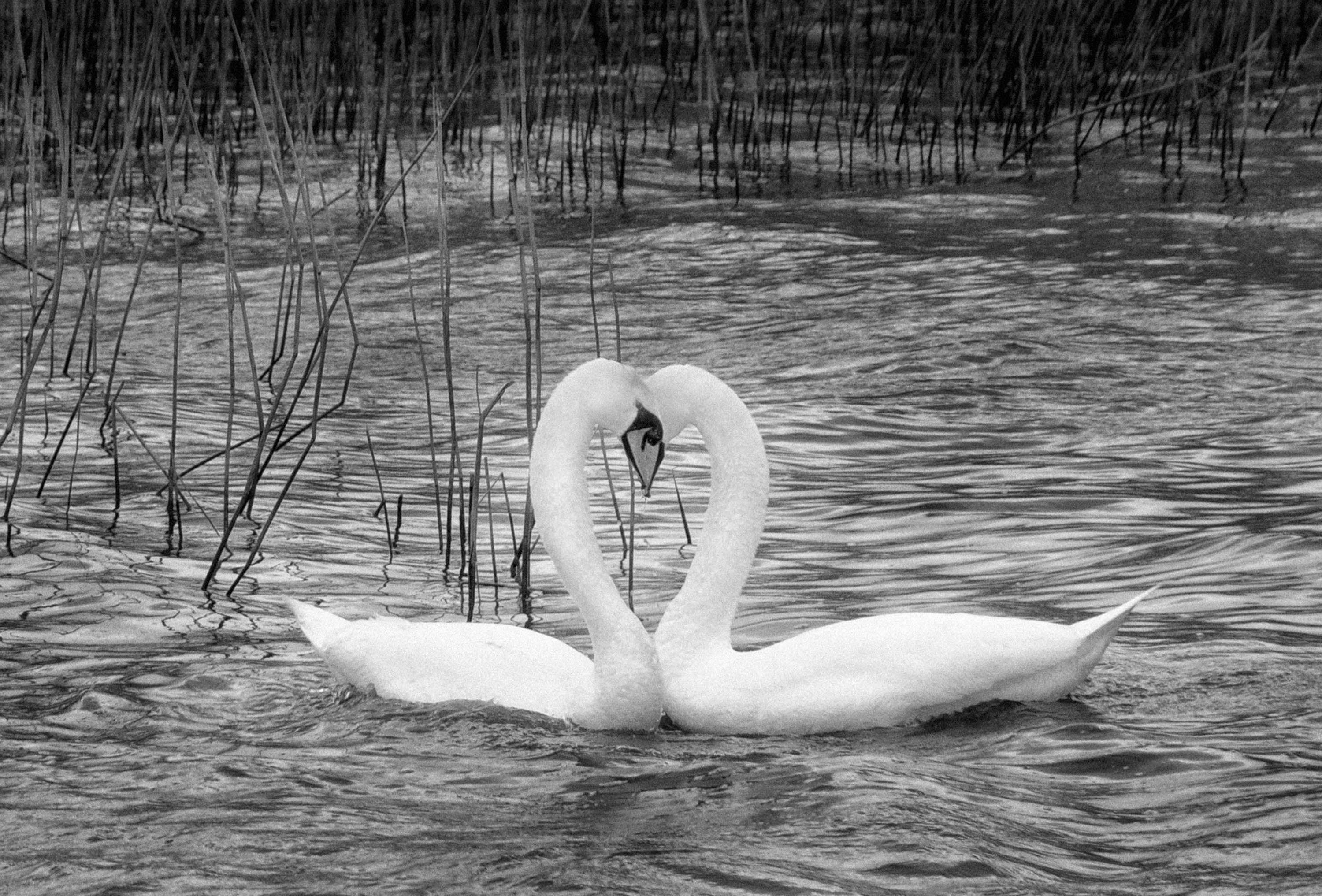 Two Swans