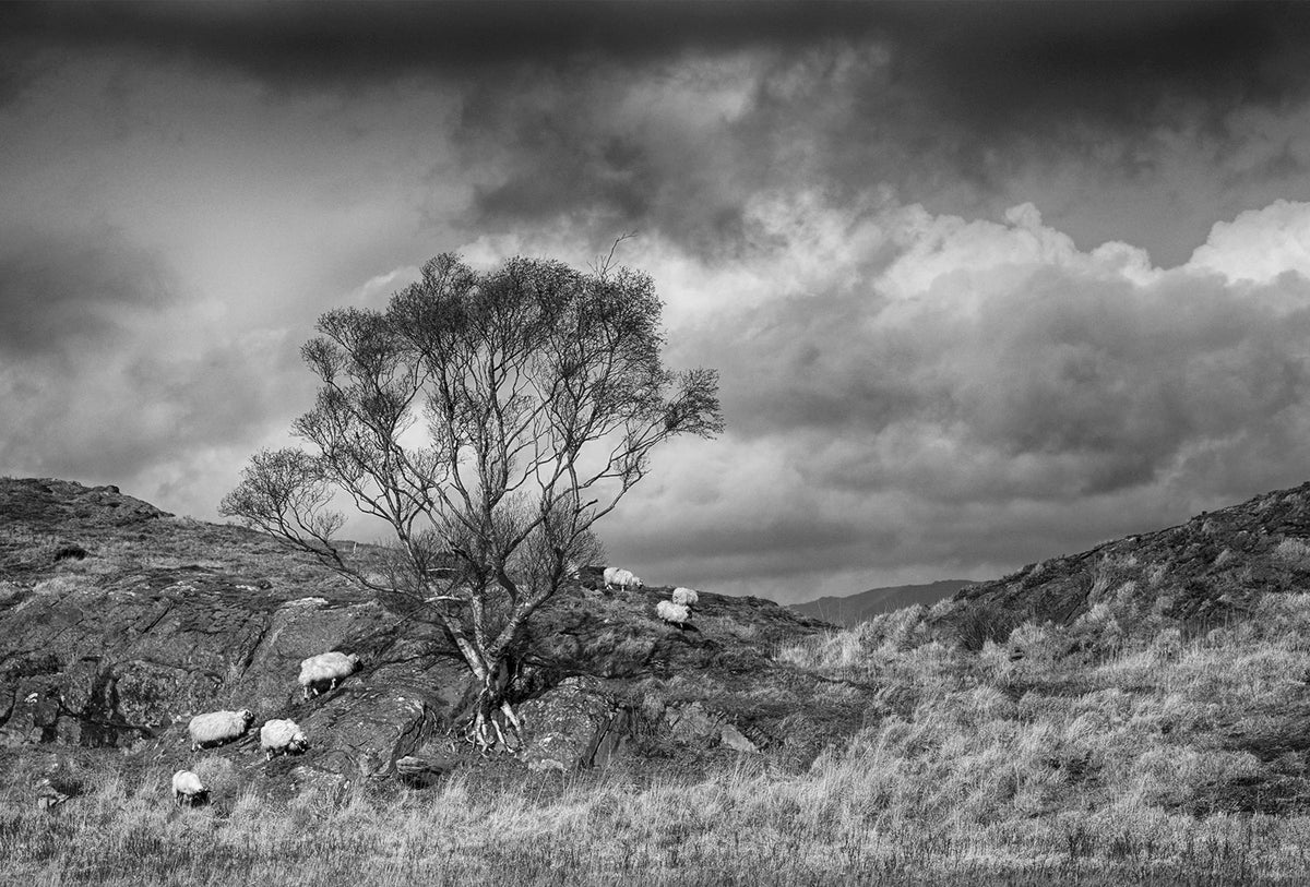Kenmare