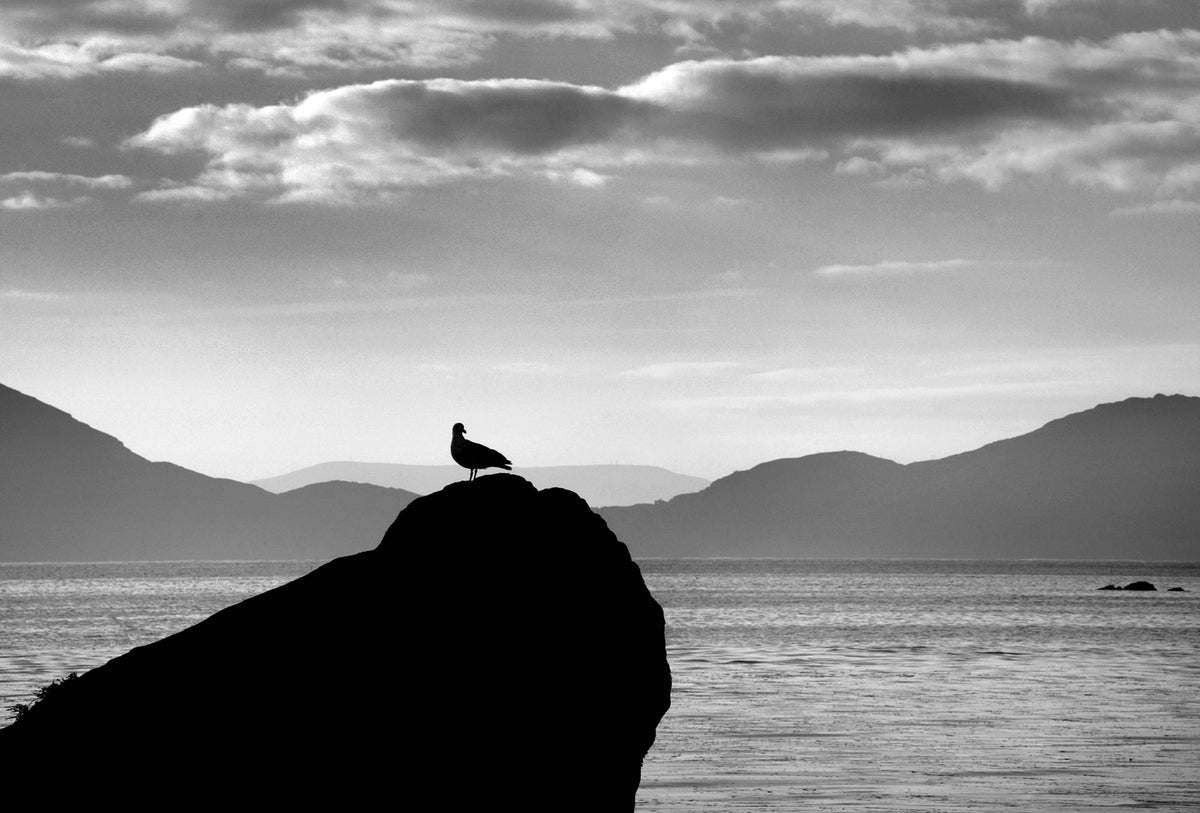 Gull on rock