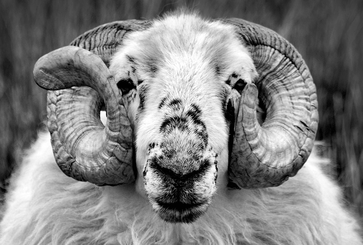 Dingle Sheep