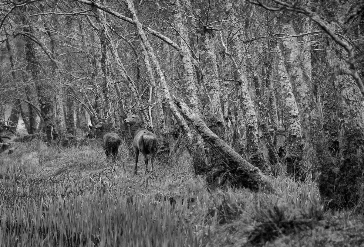 Killarney Deer