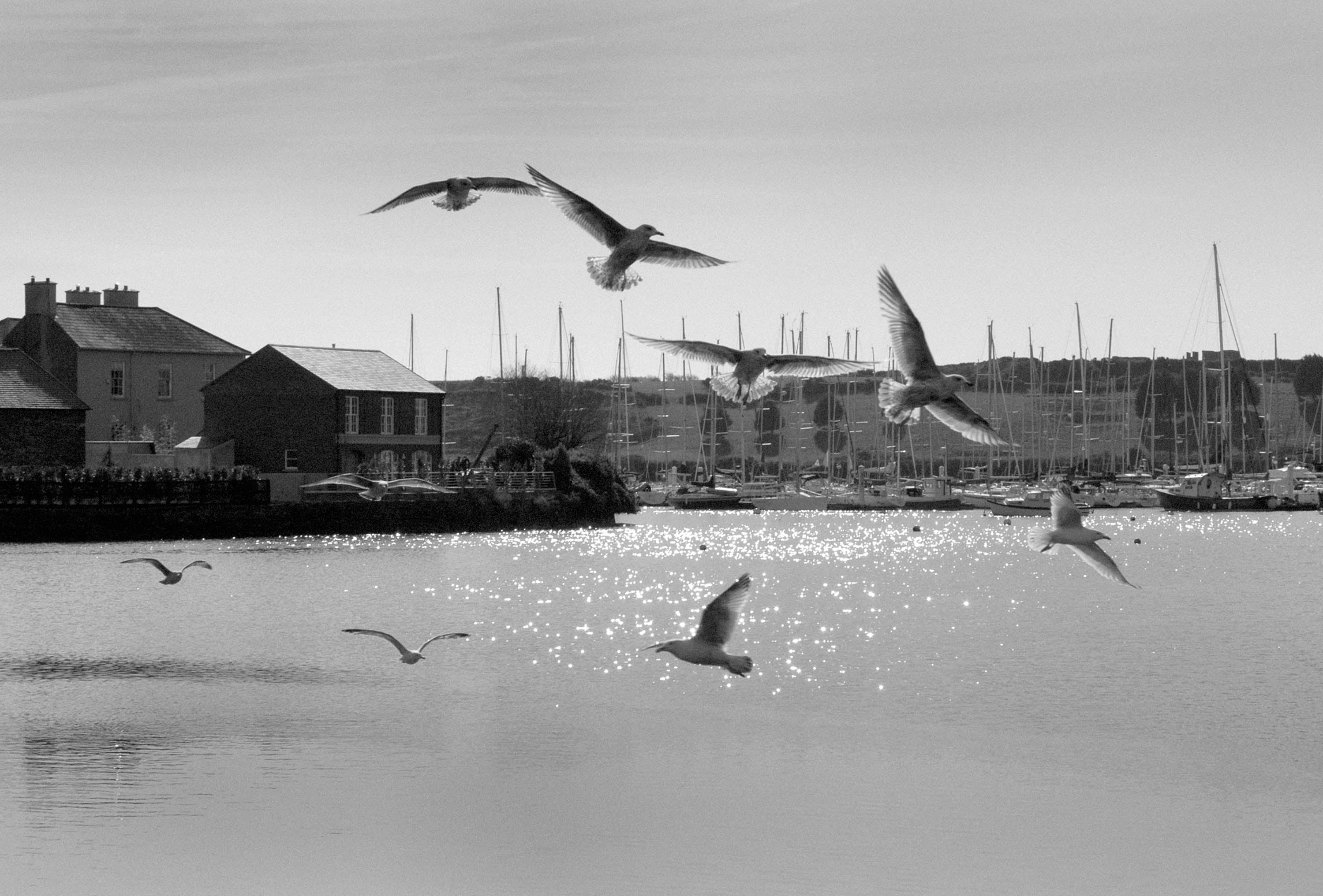 Kinsale gulls Kinsale harbour Ireland 2006