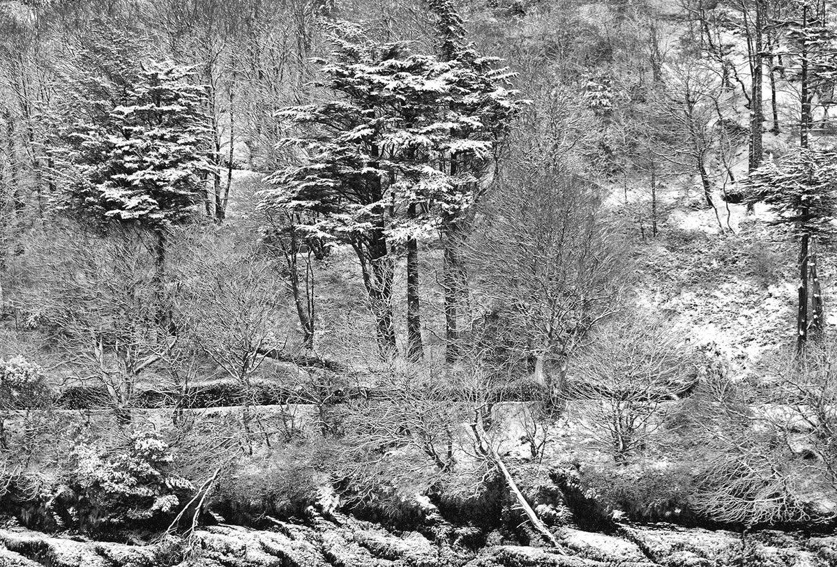 Kinsale under snow trees under snow 2018