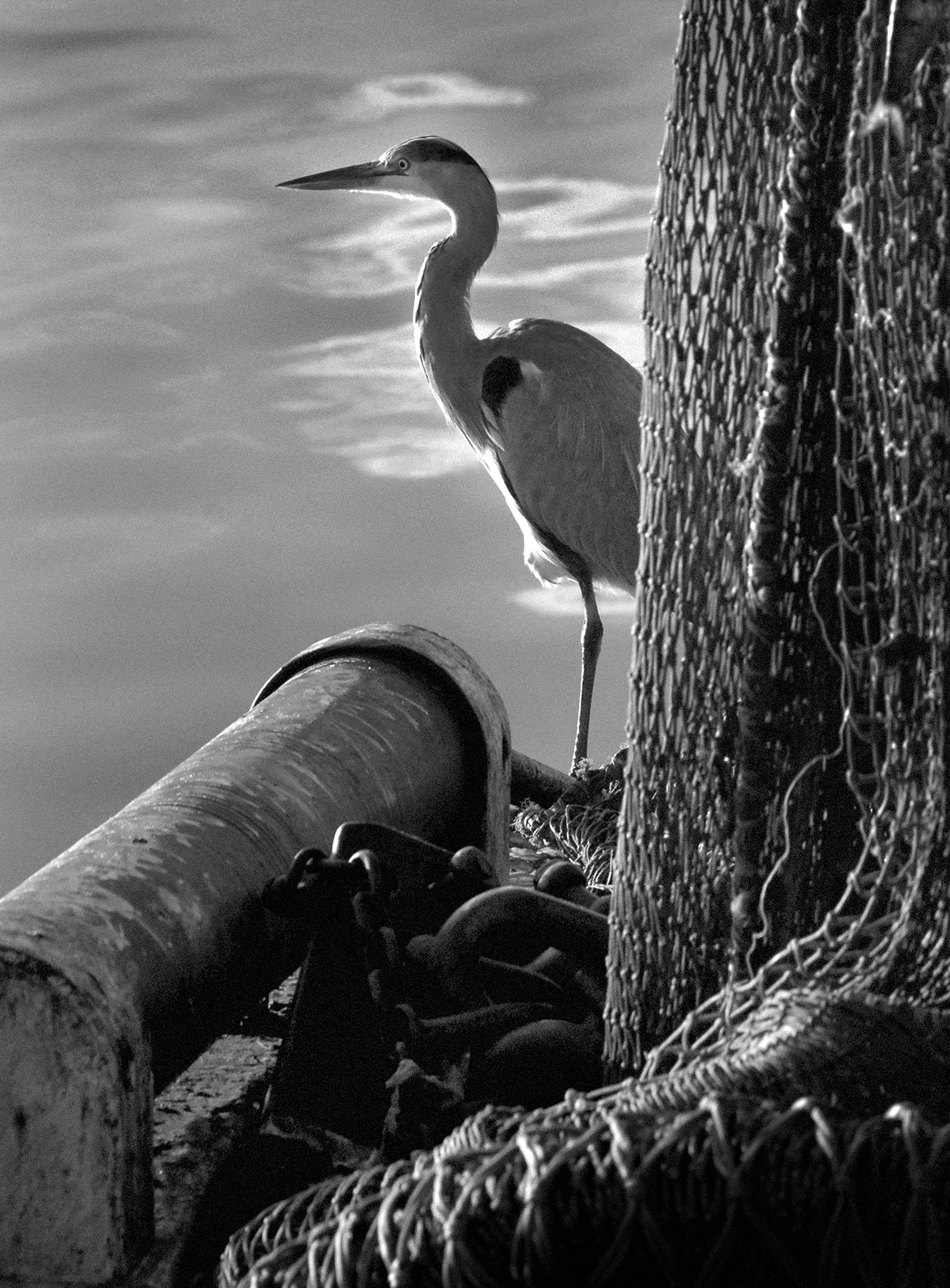 Kinsale Heron Ireland 2007