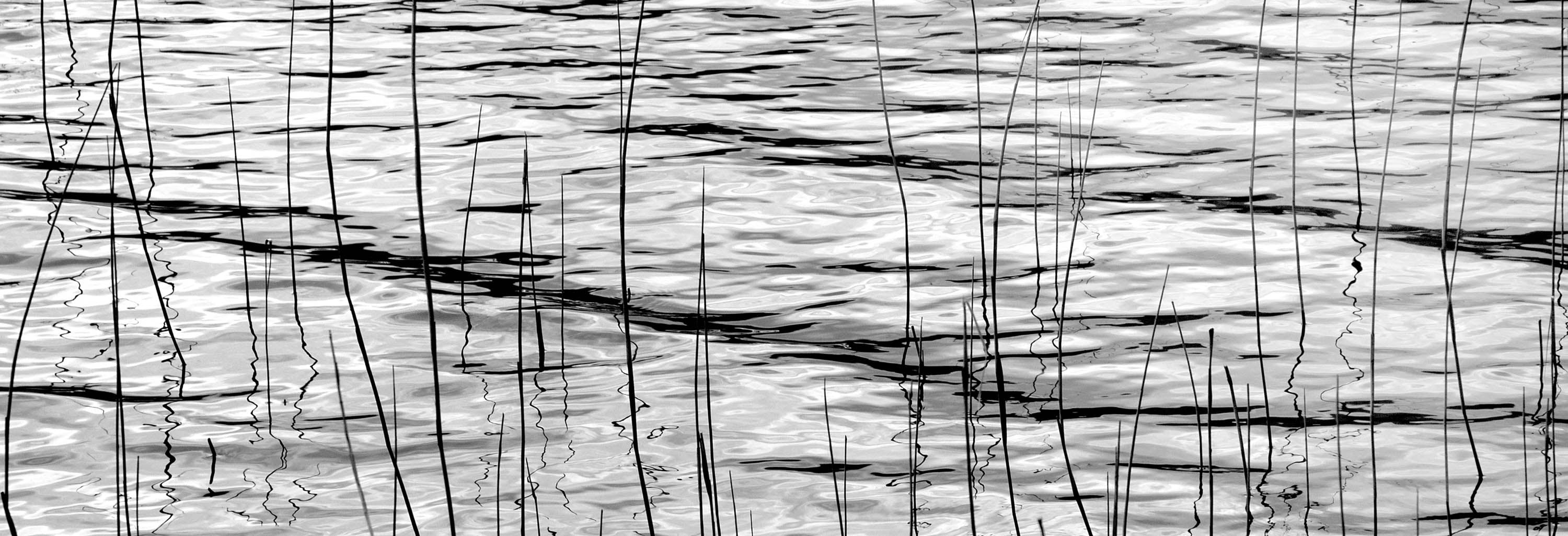 Waterweeds