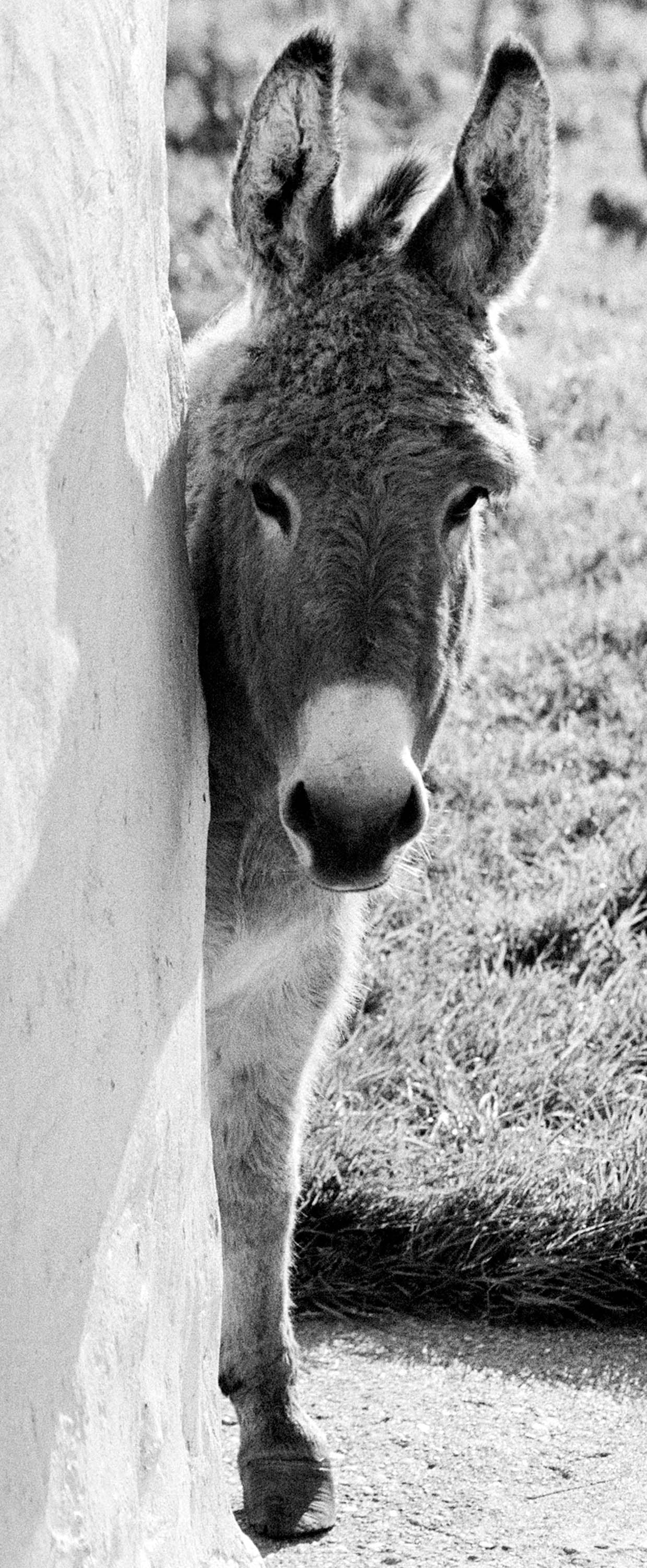 Curious Donkey