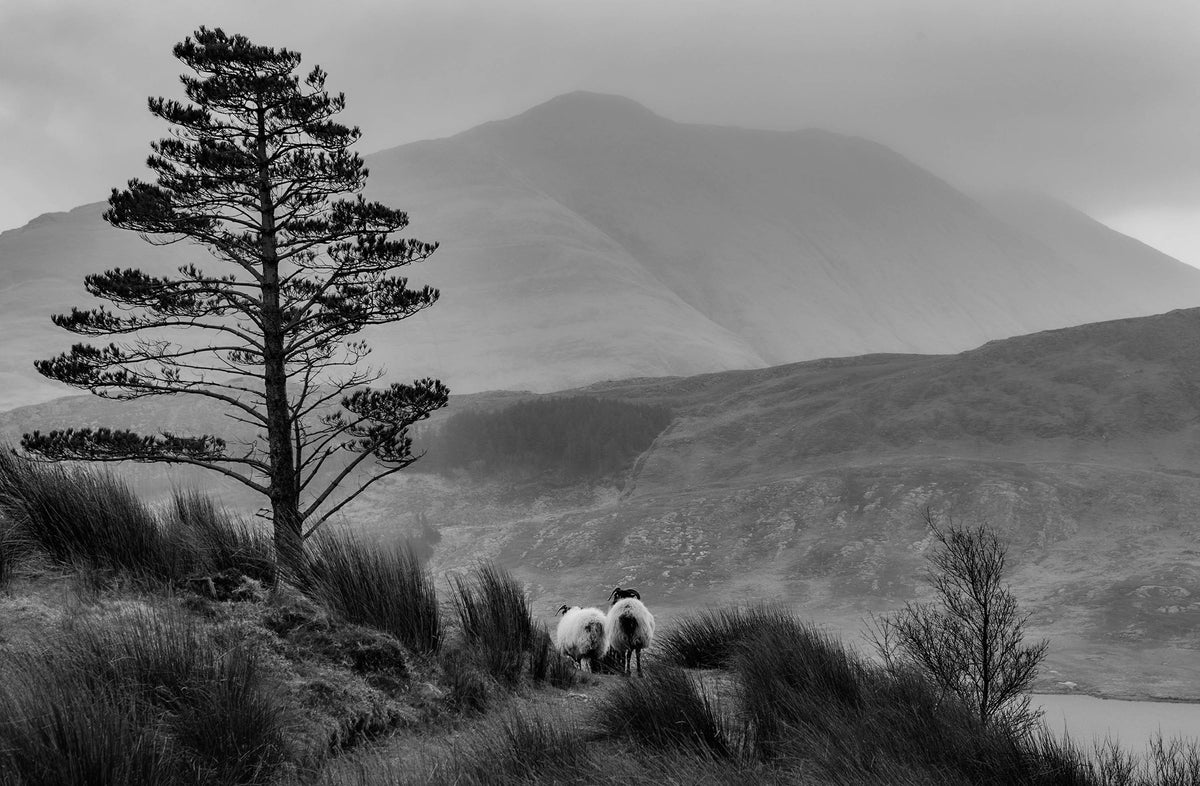 Two sheep