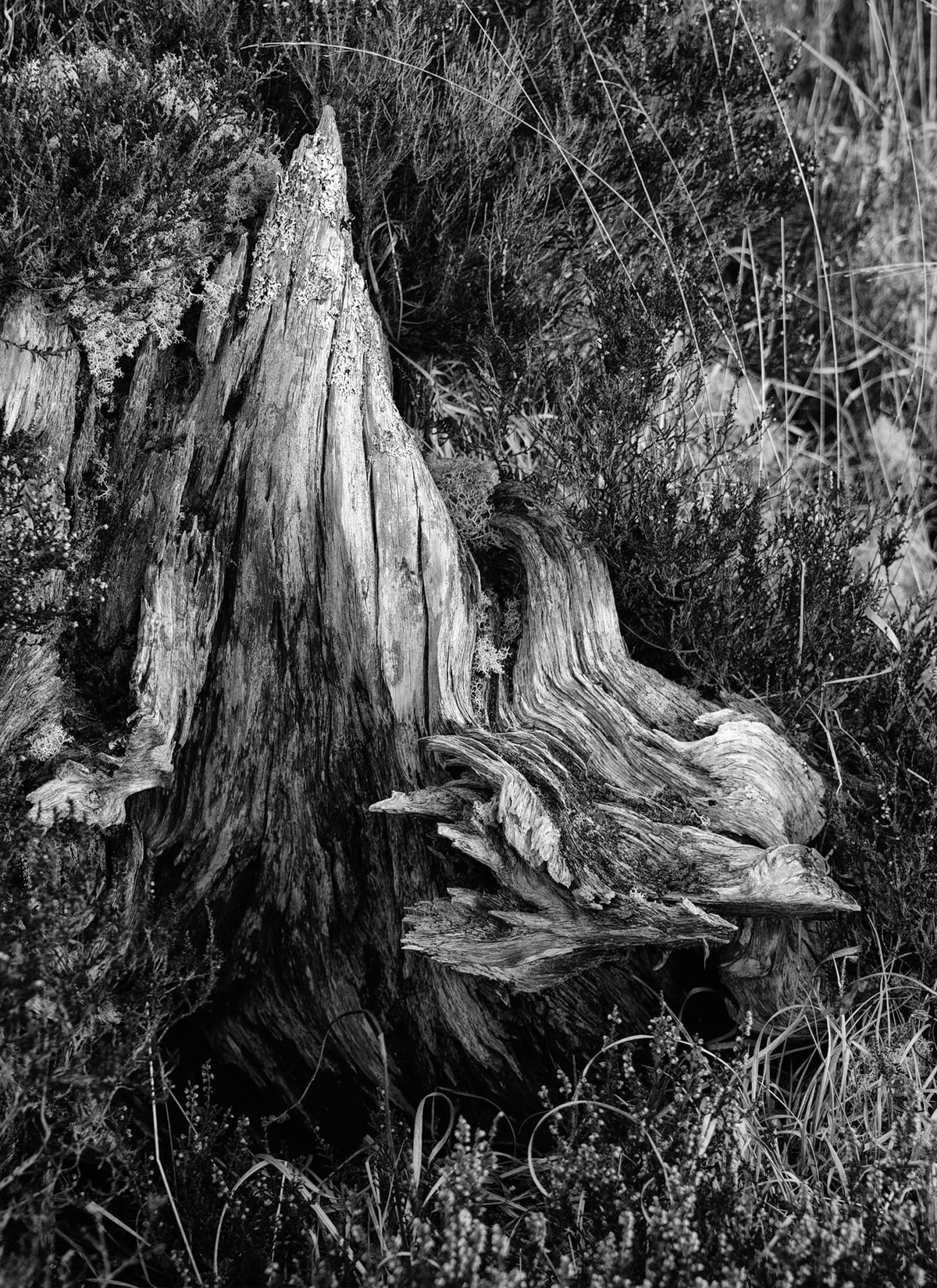 Bog Oak