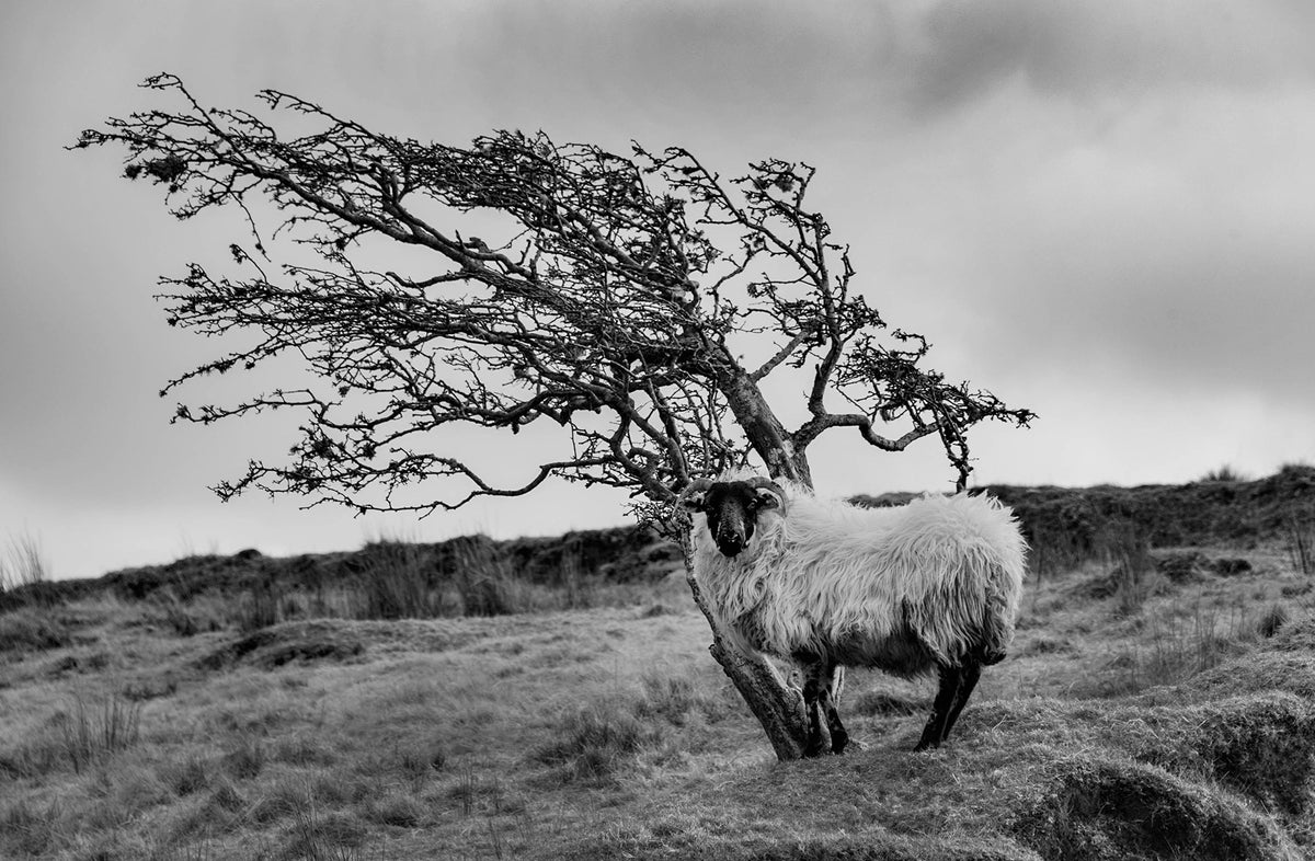 Sheep and Trees