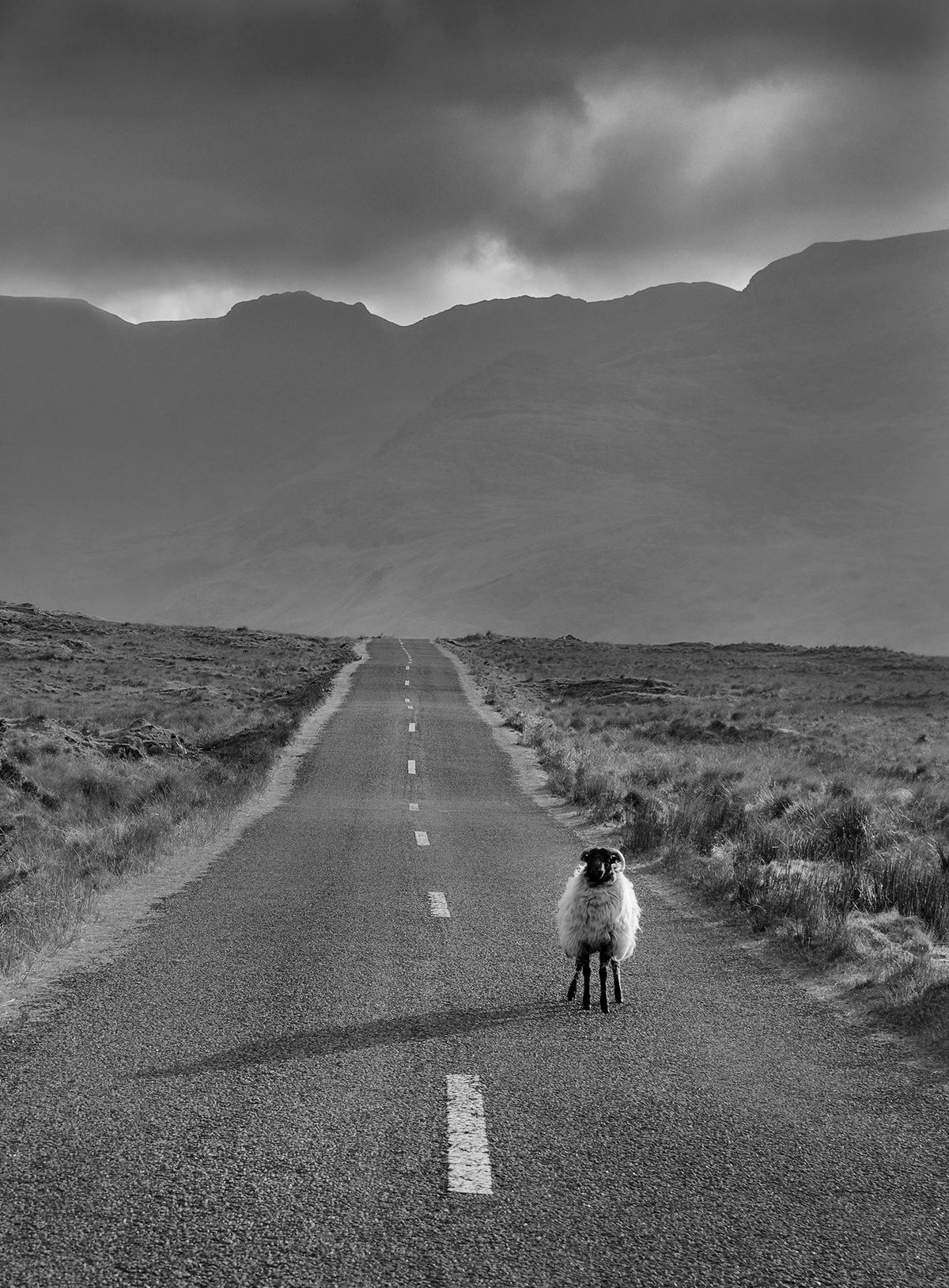 Sheep on road