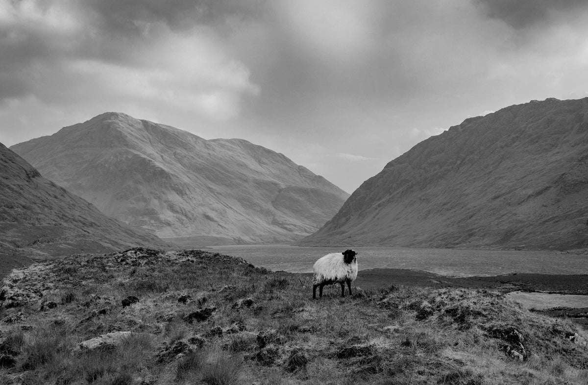 Sheep Doolough