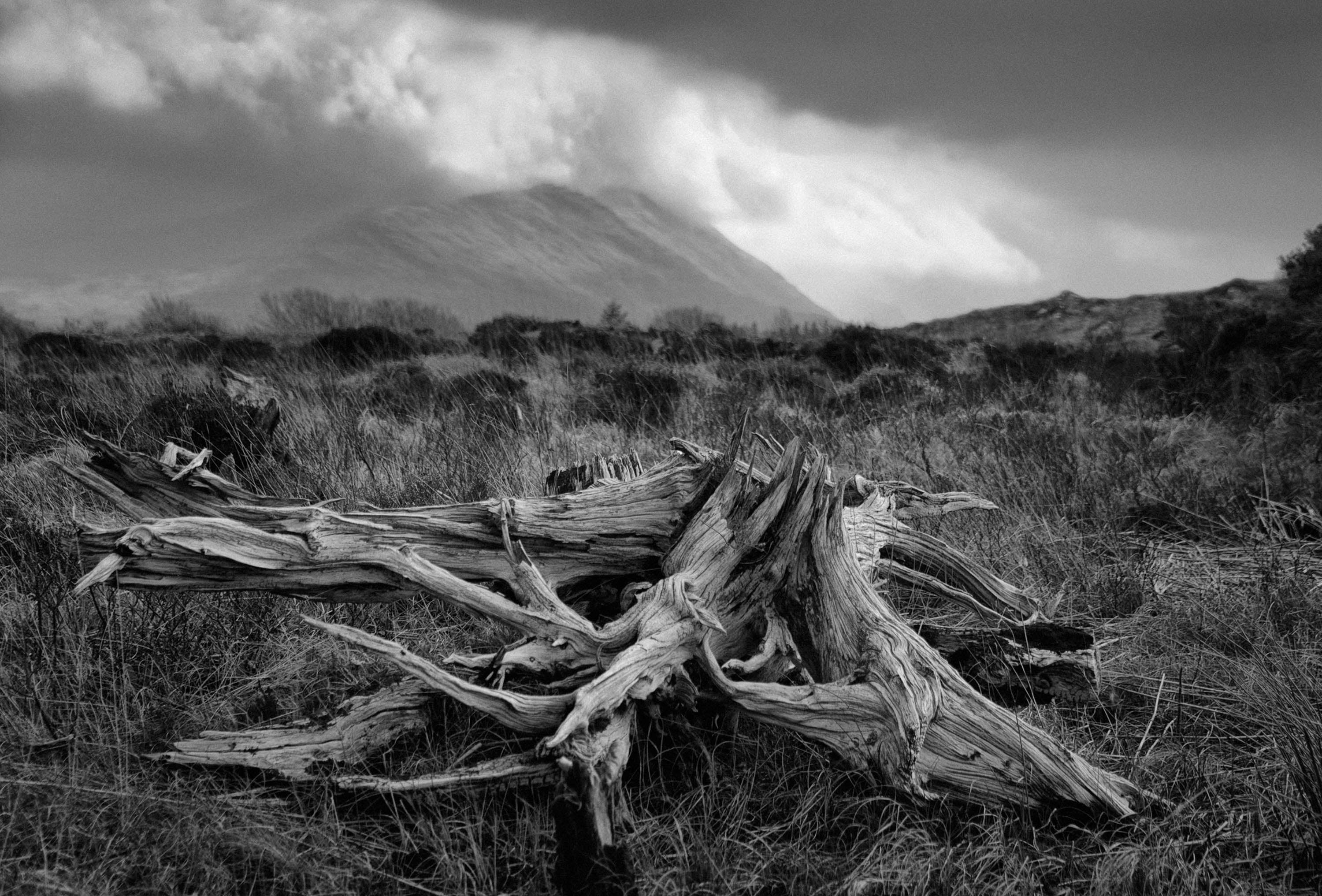 Bog Oak