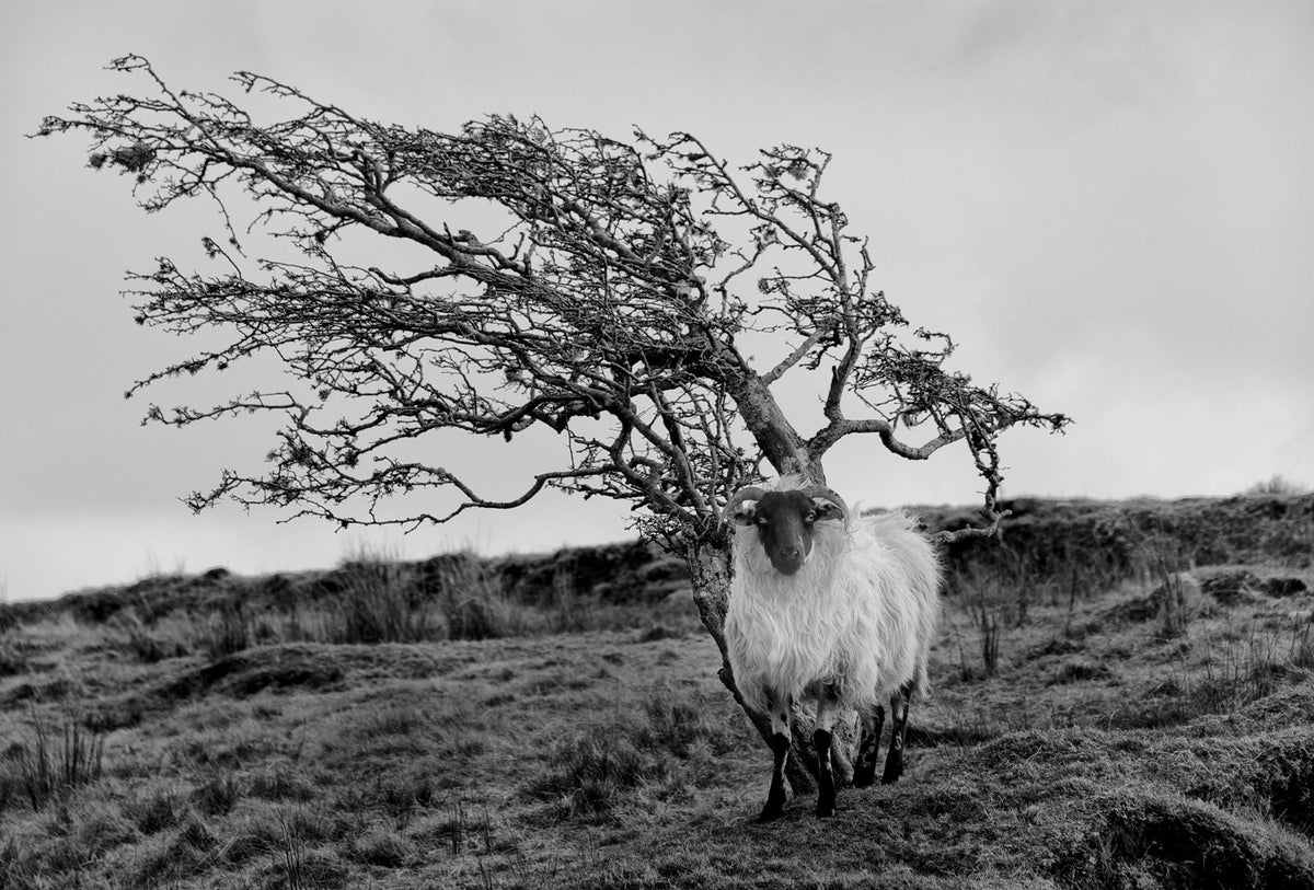 The Blackface Sheep