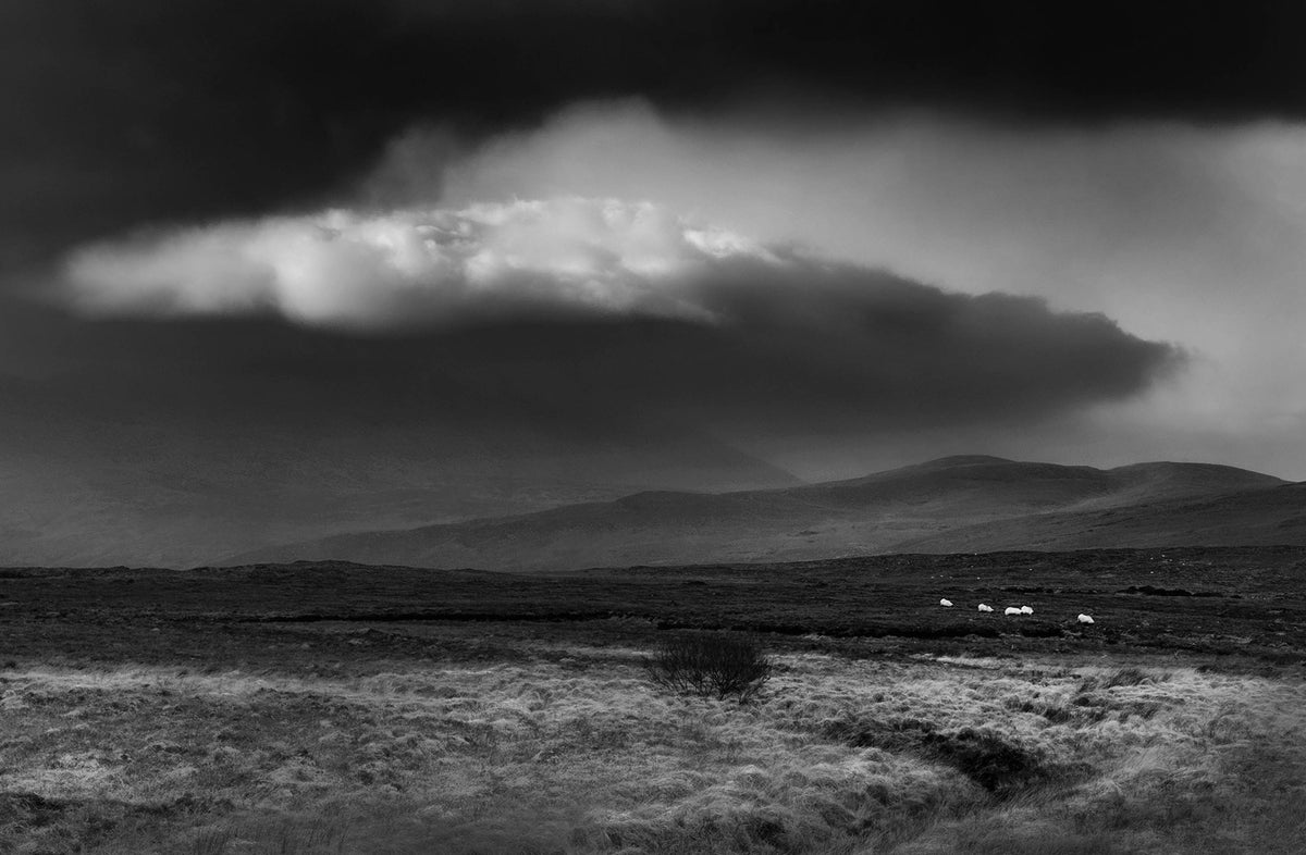 Distant sheep
