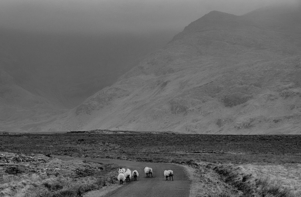 Sheep