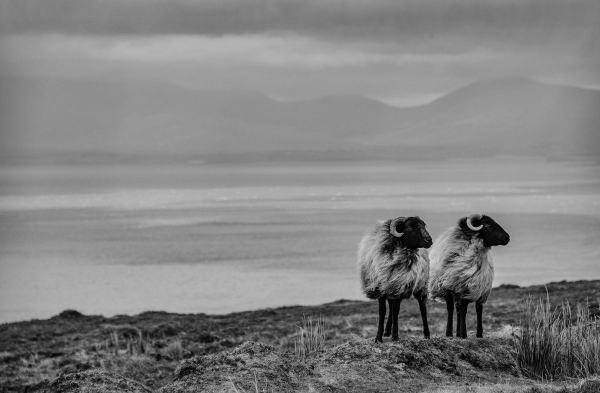 Two sheep Croagh Patrick