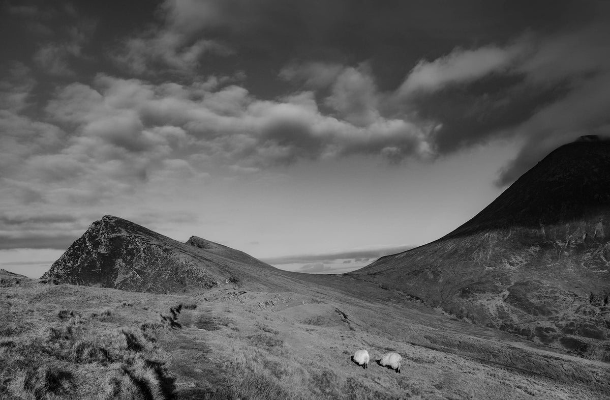 Sheep Achill Island
