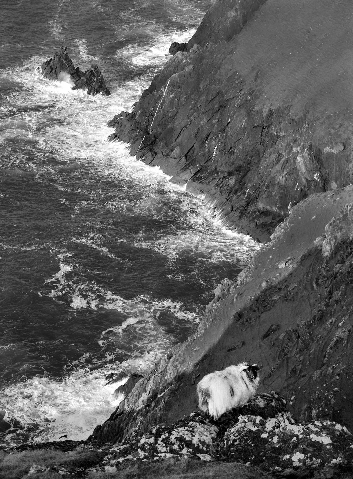 Sheep and cliff