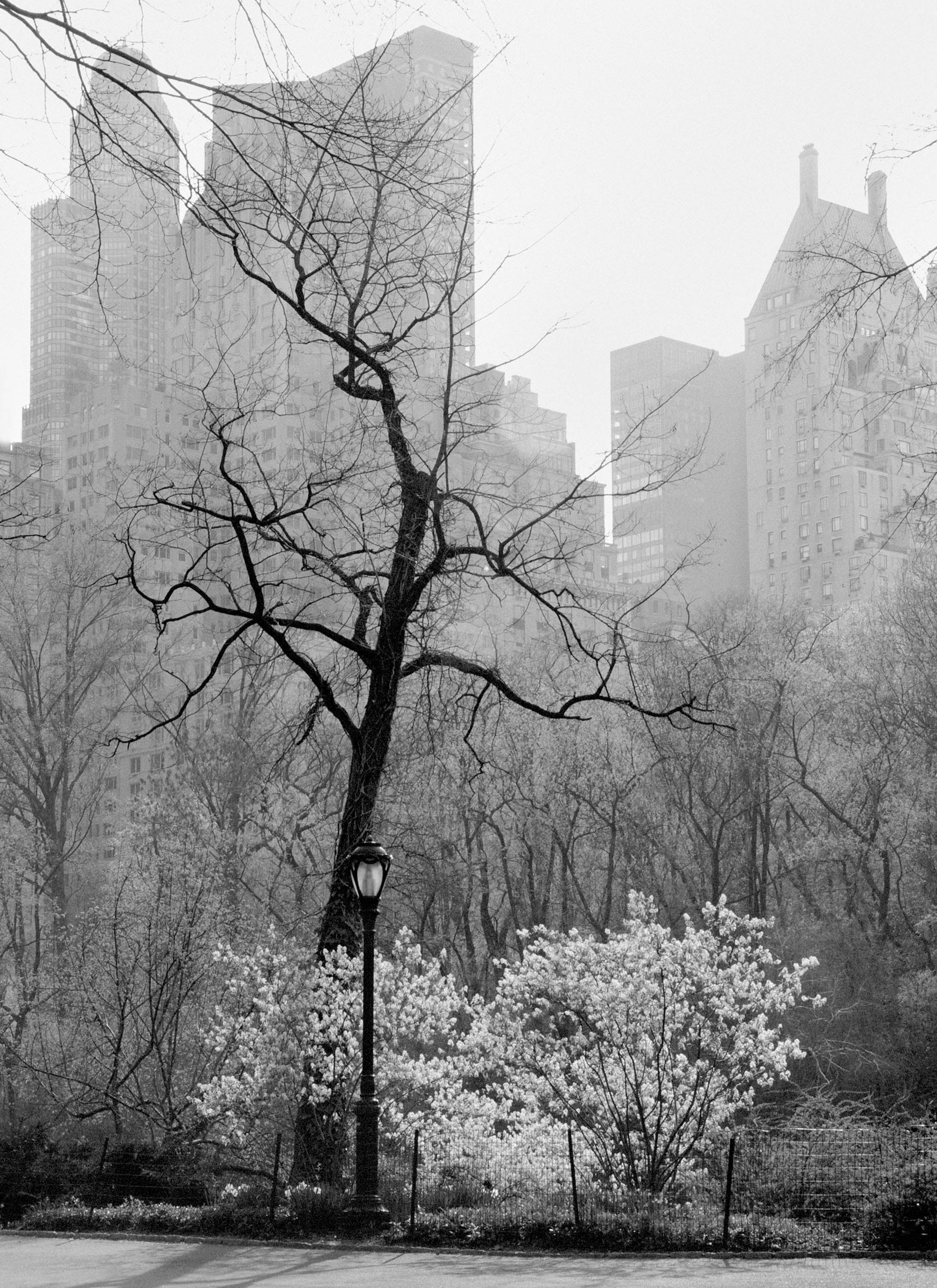  Central Park trees
