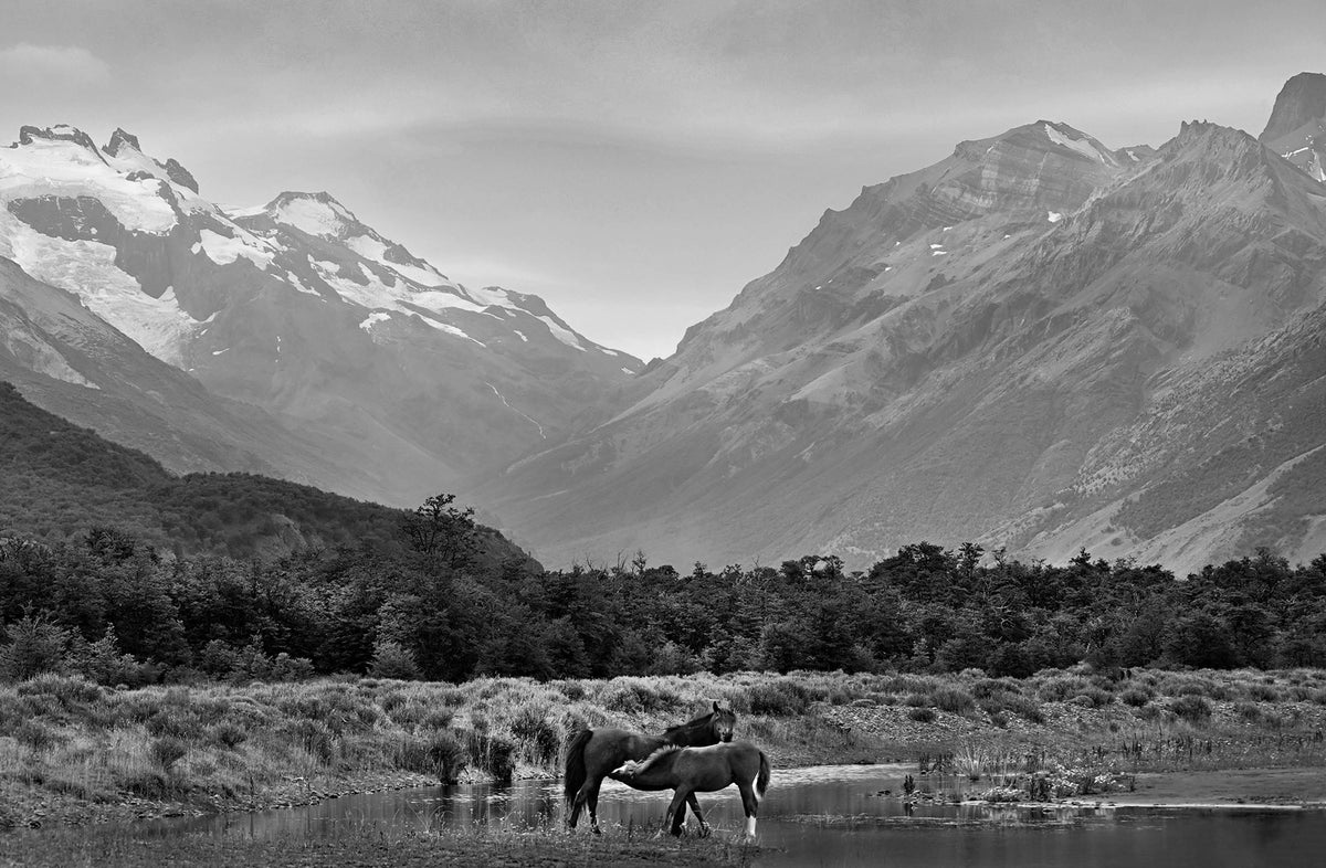 Chalten Horses — Black & White Photography by Giles Norman