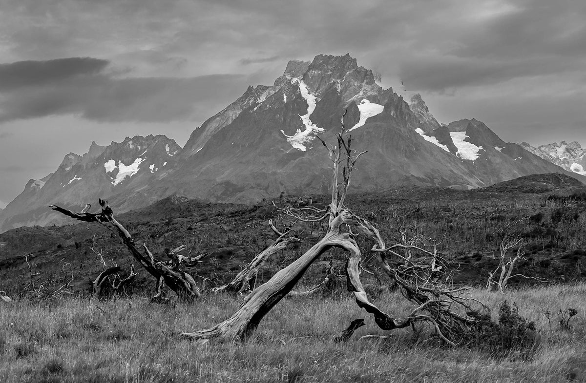 Fallen Trees — Black & White Photography by Giles Norman