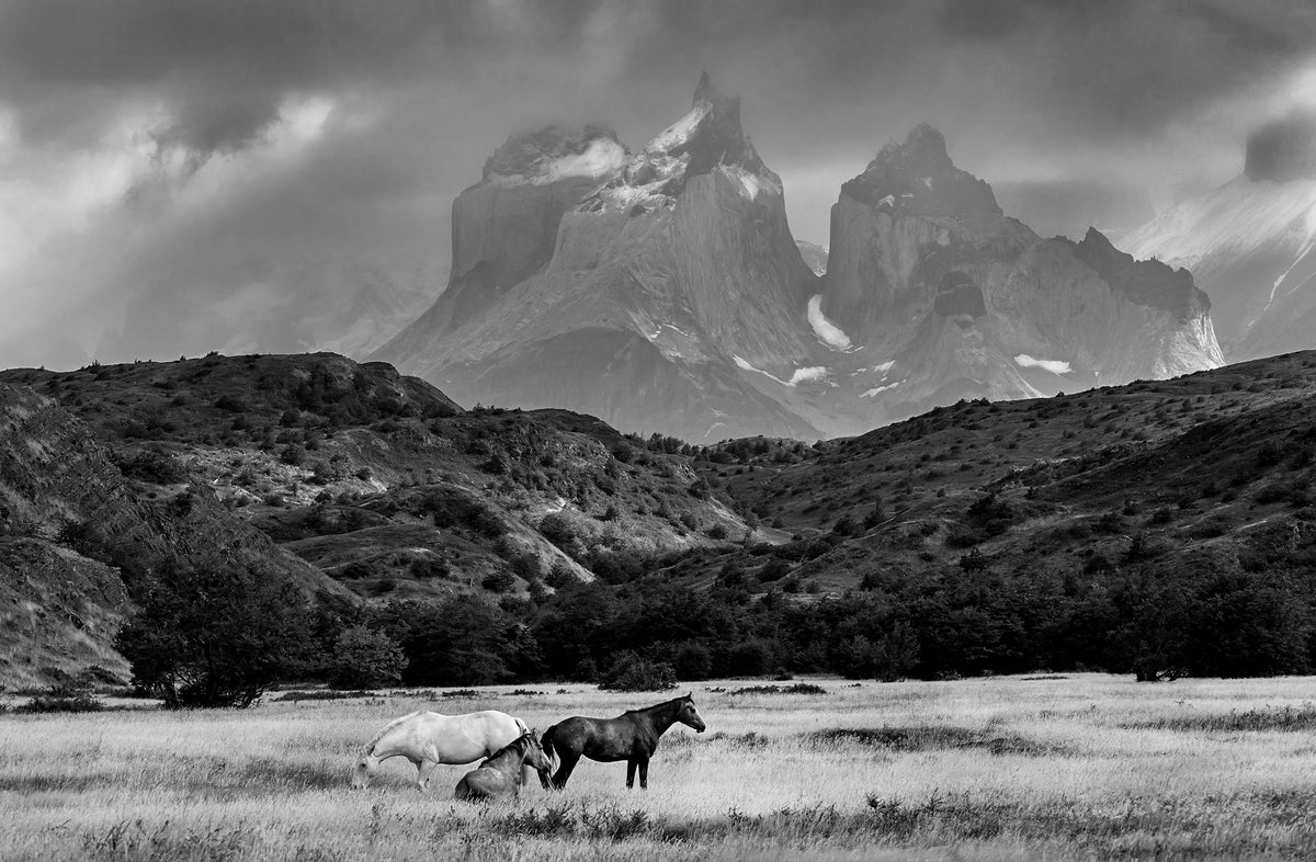 Horses — Black & White Photography by Giles Norman