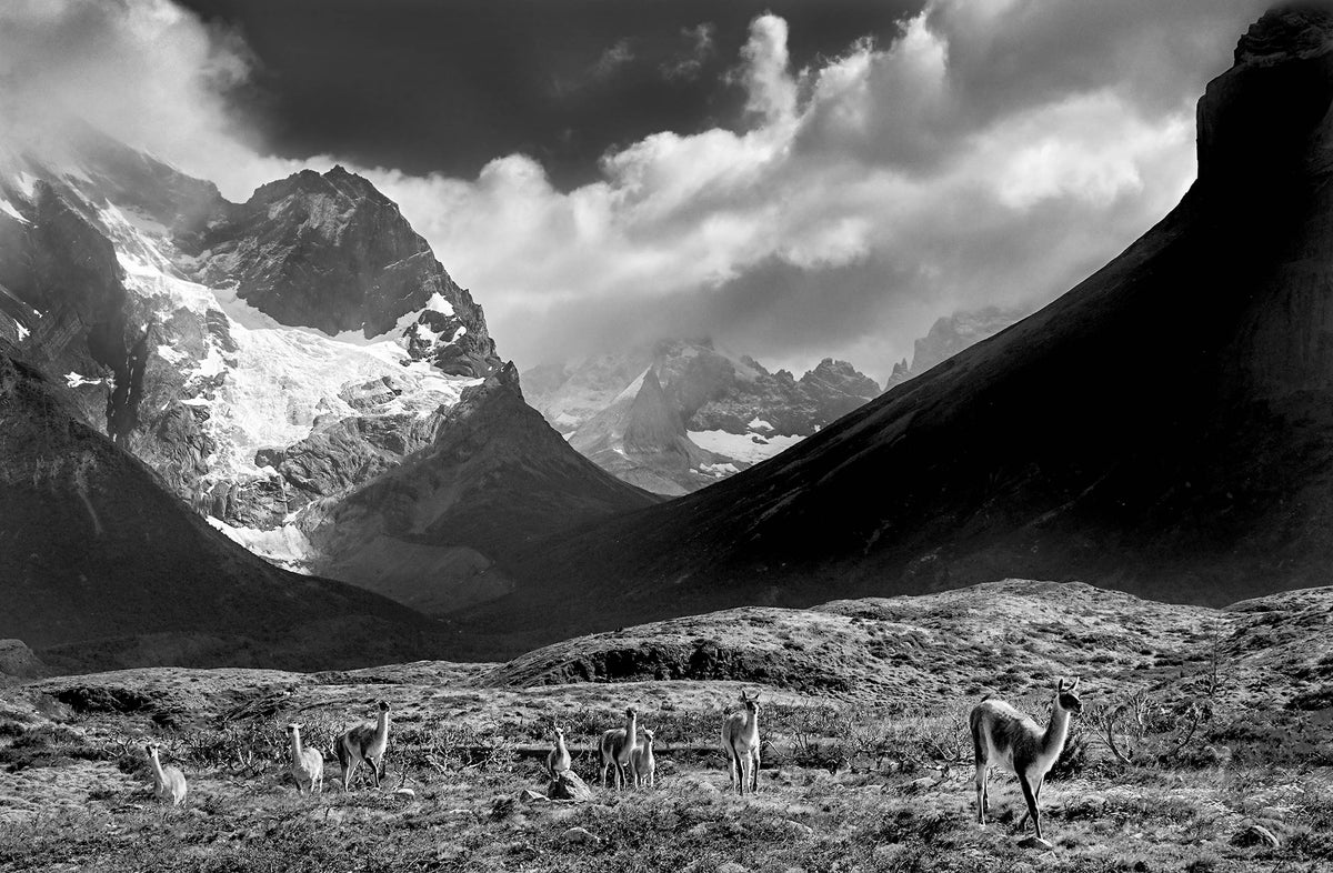 Guanaco — Black & White Photography by Giles Norman