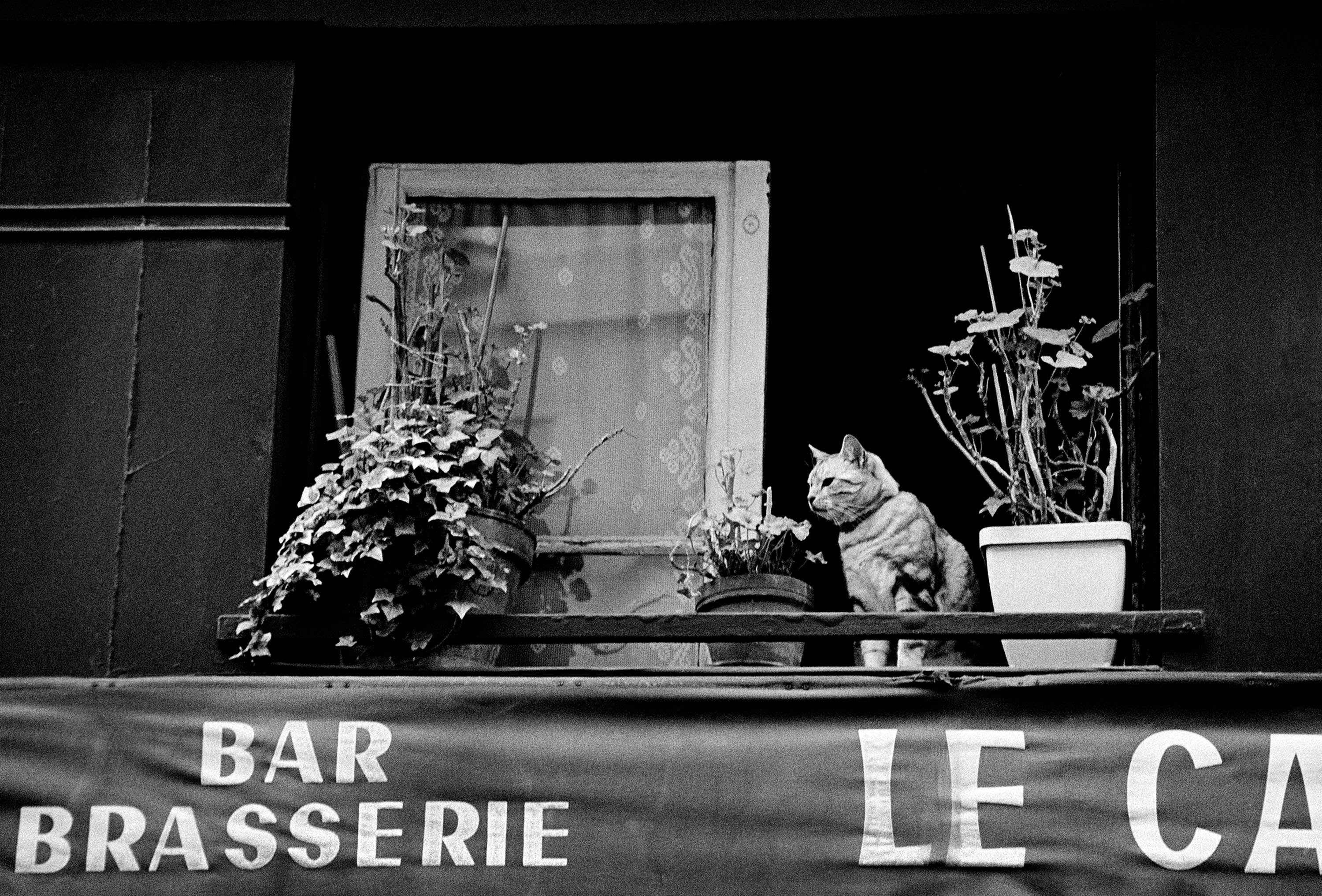 Paris Cat
