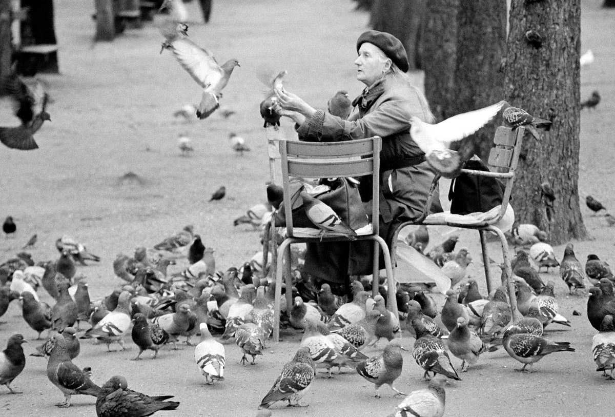 Pigeon Lady