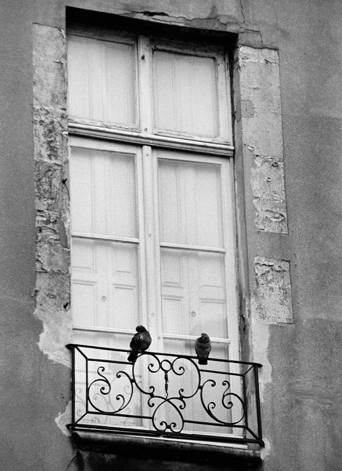 Two Pigeons