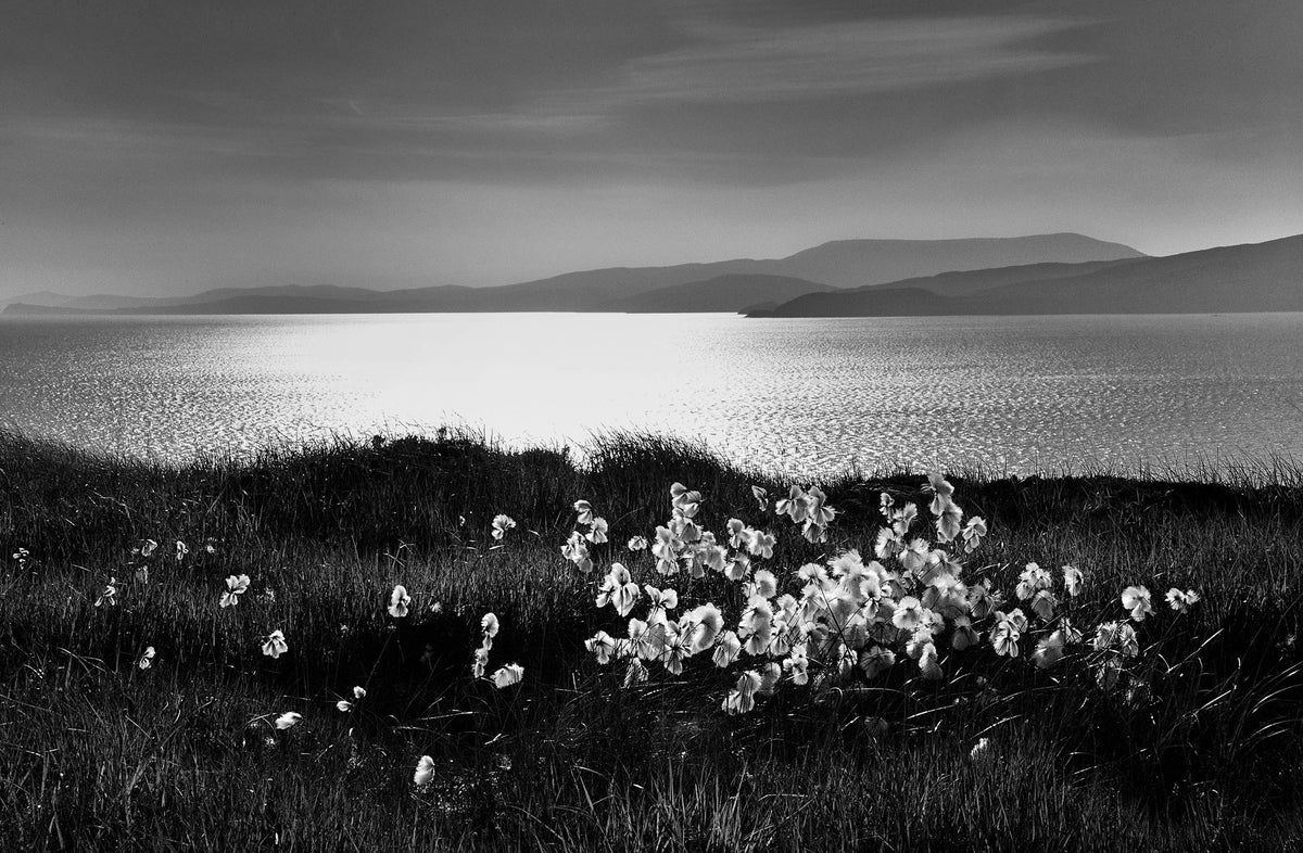 Bog Cotton