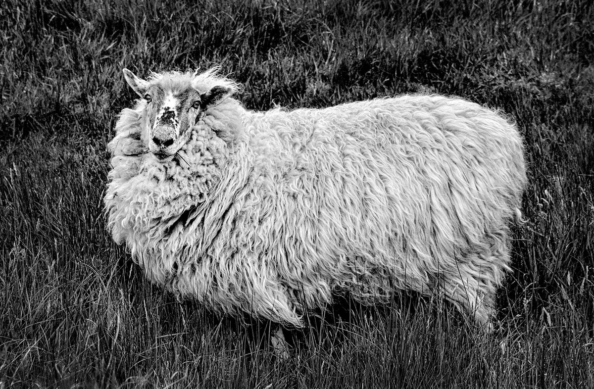 Sheep's Head