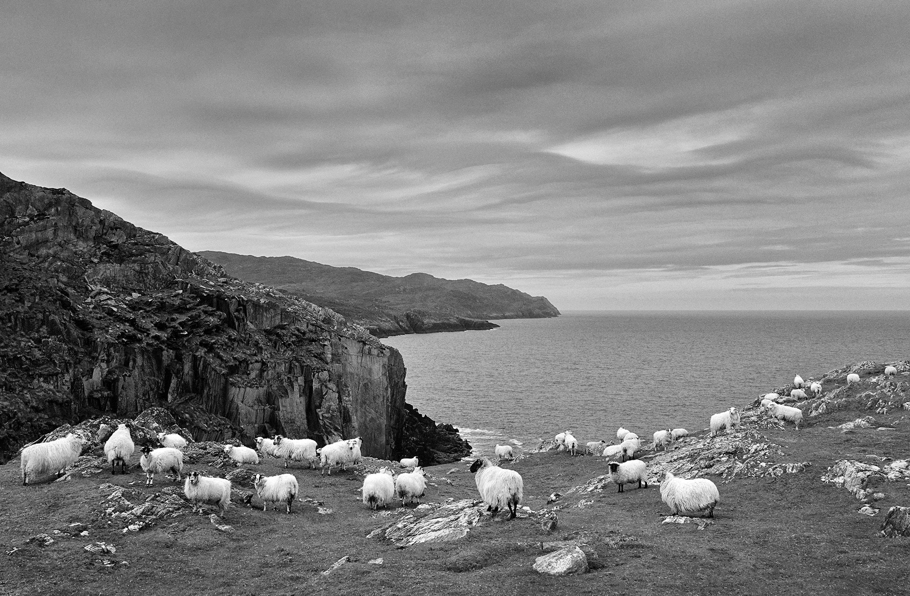 Sheep's Head Sheep