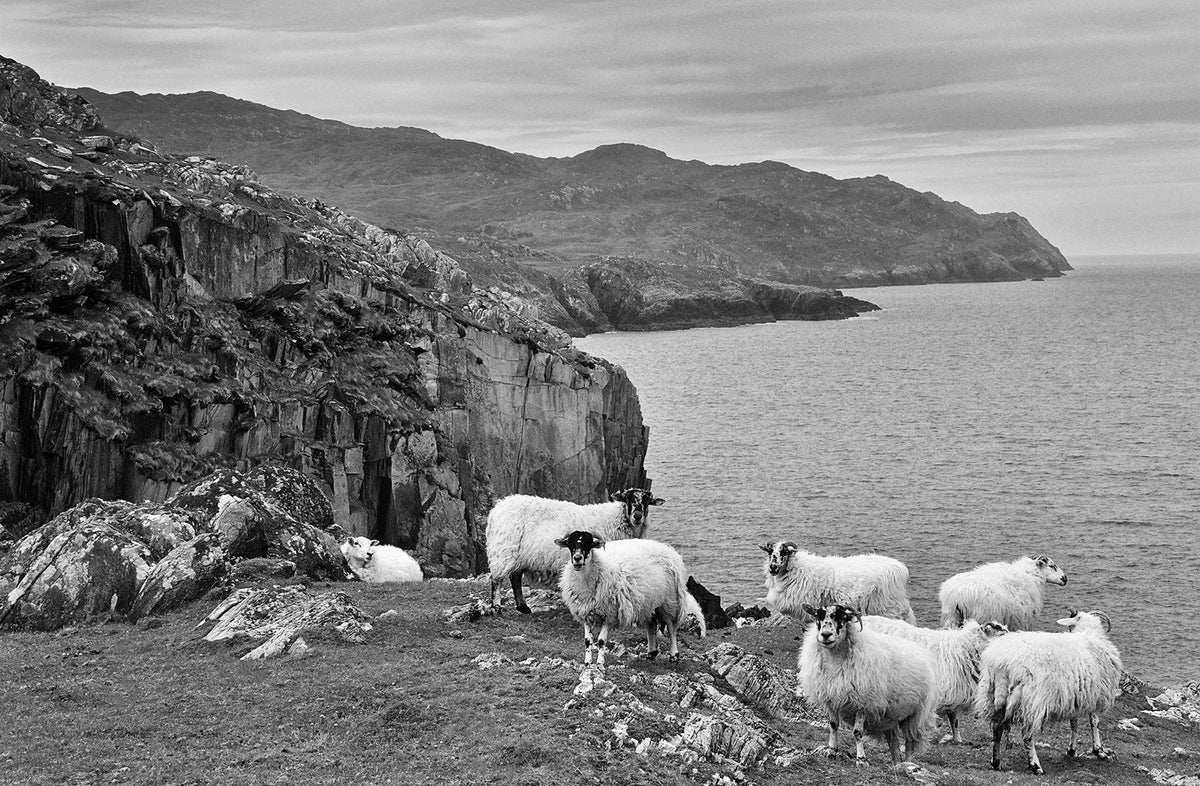 Sheep's Head Sheep
