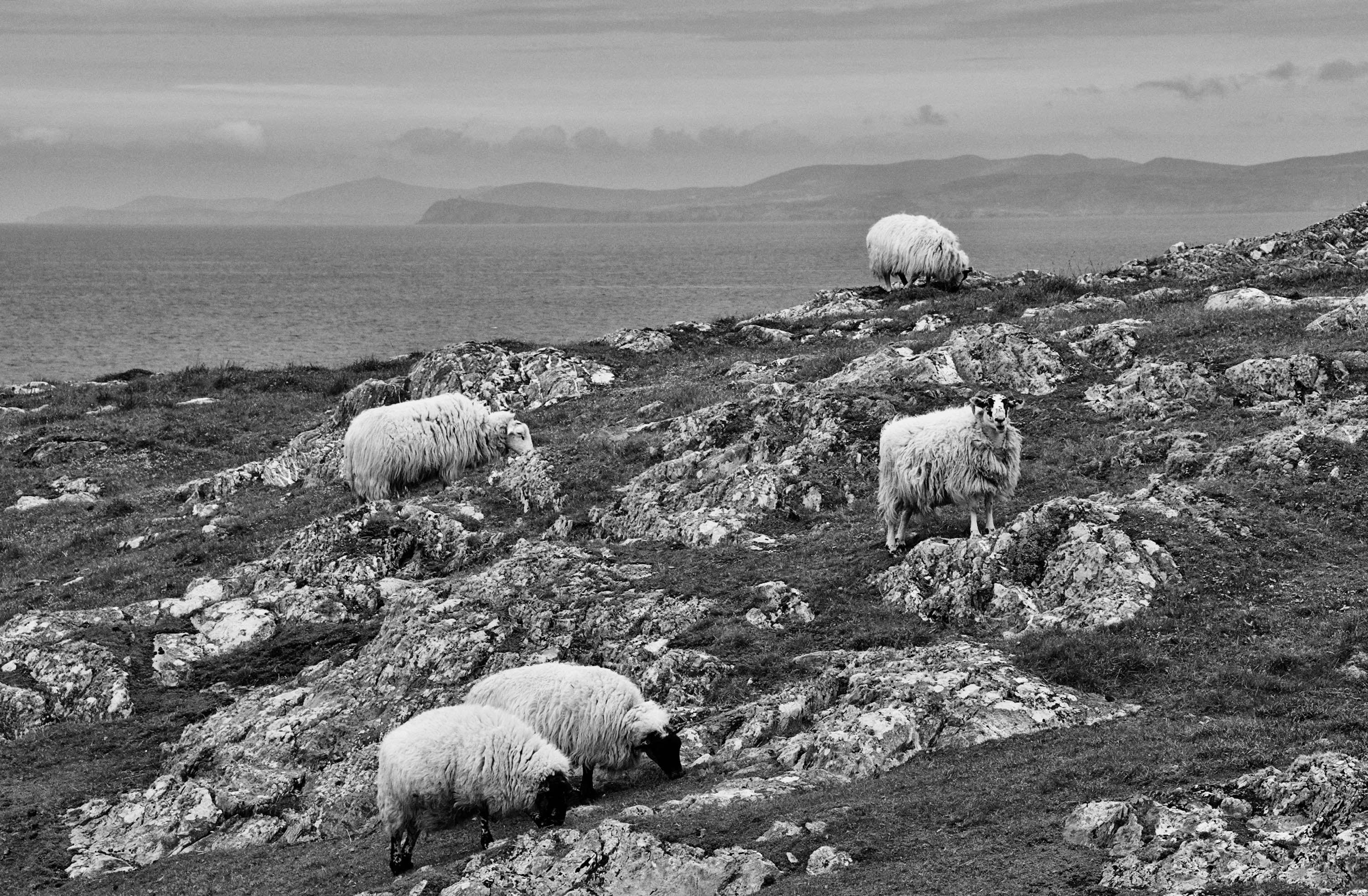 Sheep's Head Sheep
