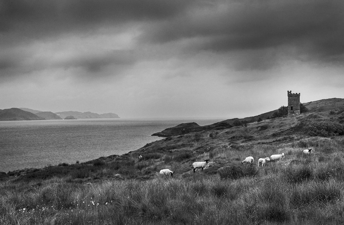 Sheep's Head