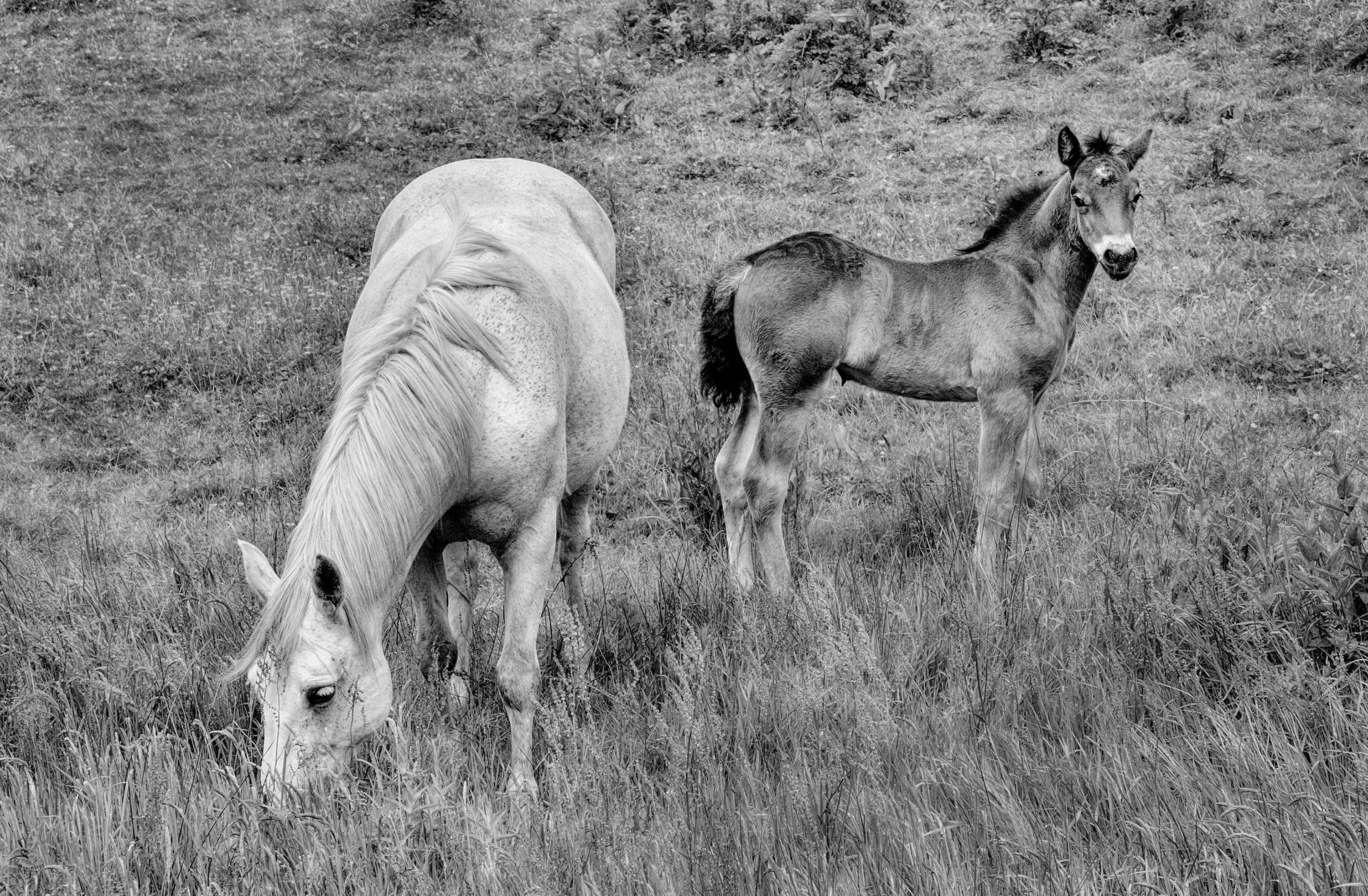 Horse & Foal