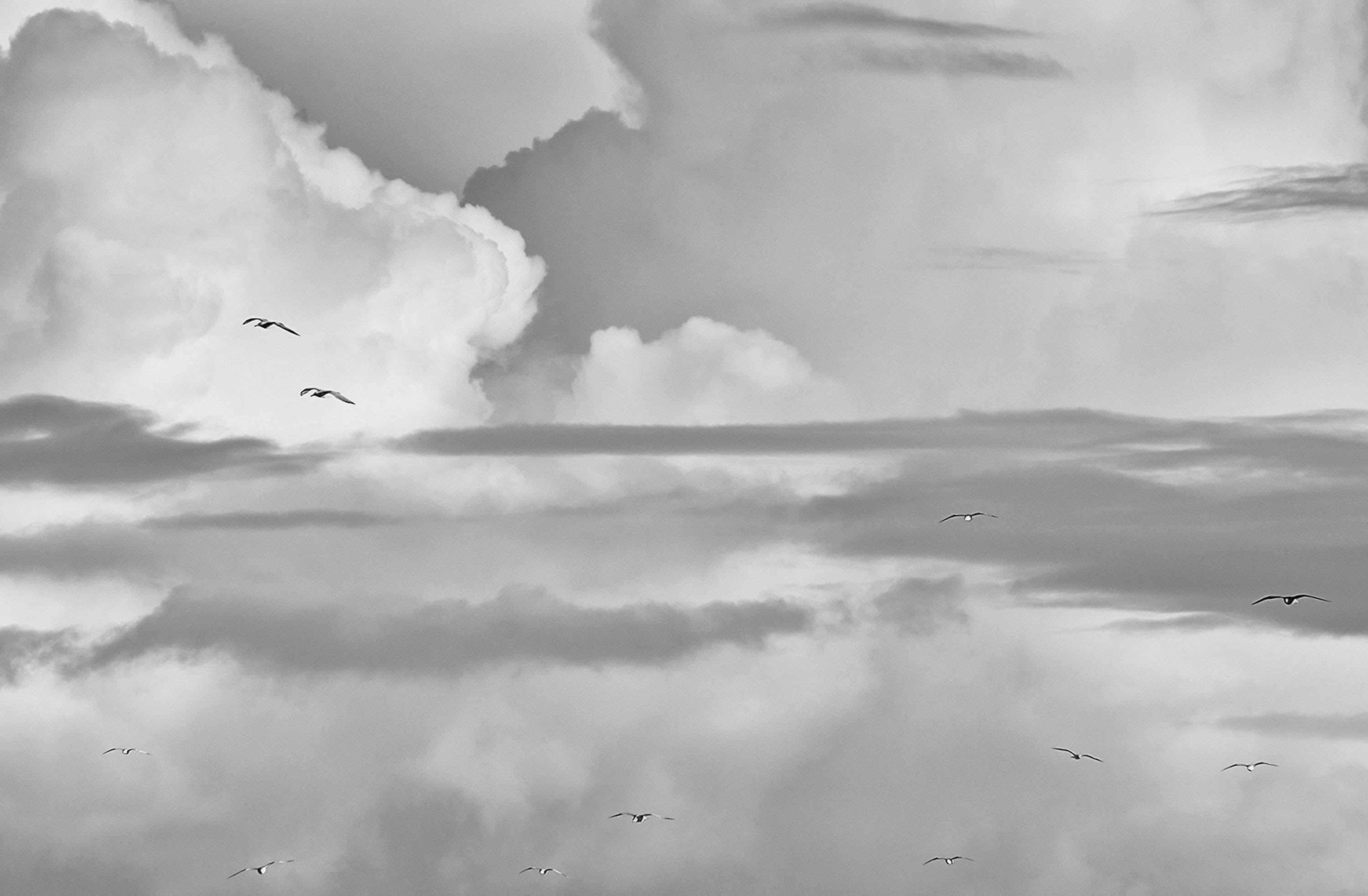 Seagulls in the Clouds
