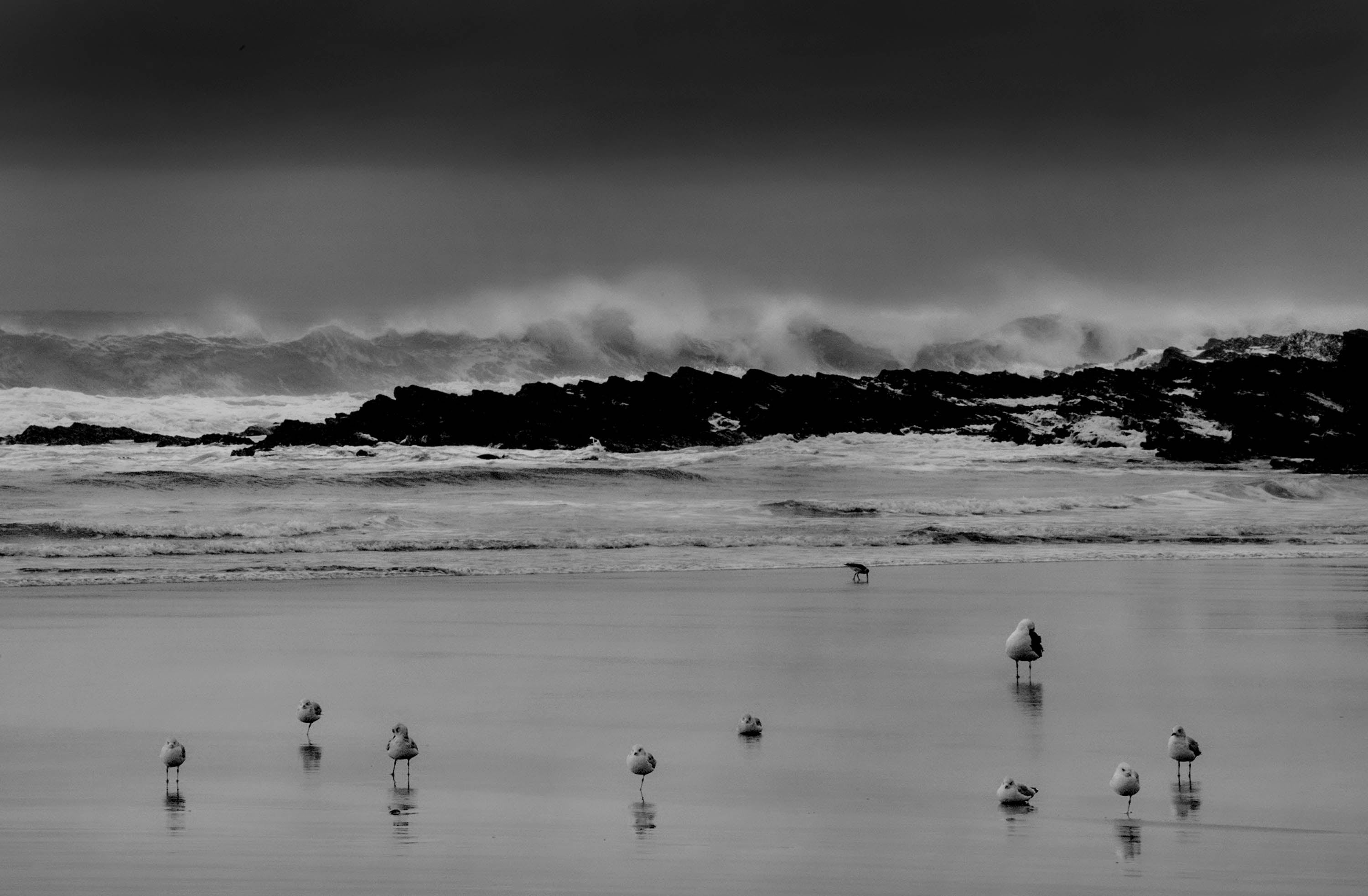 Seabirds