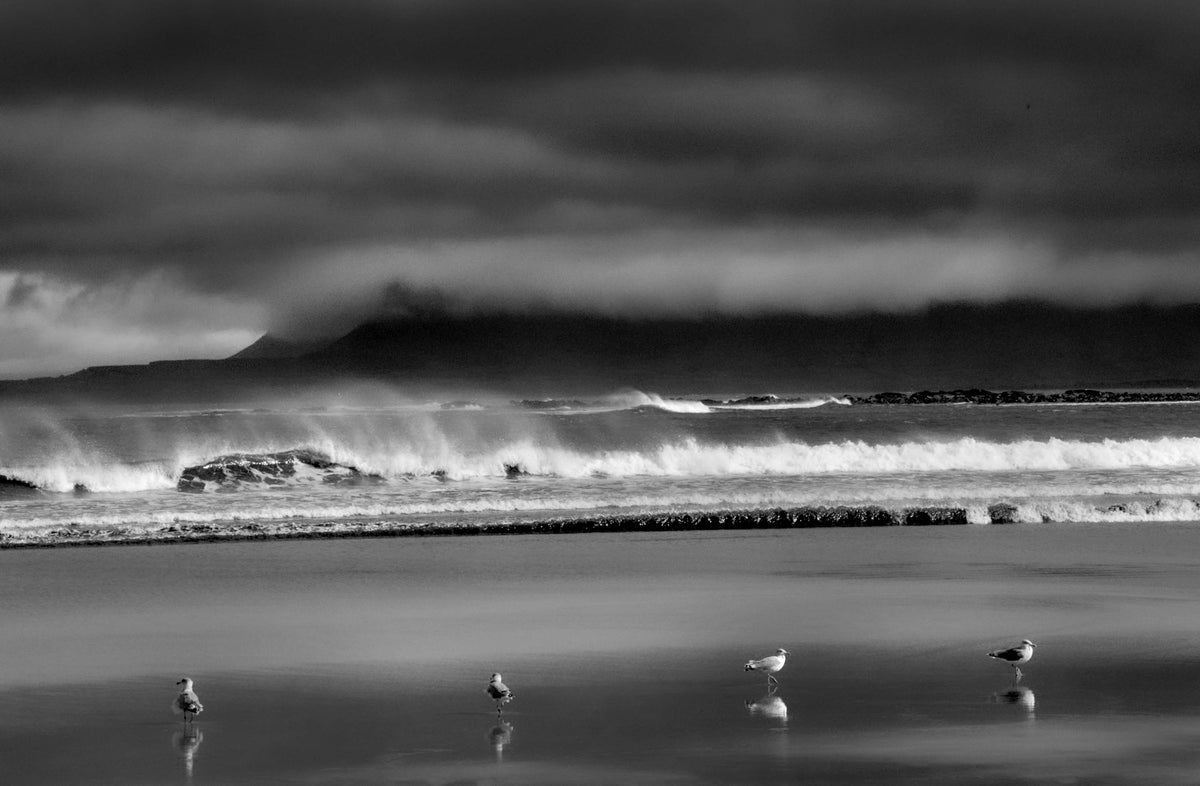 Seabirds