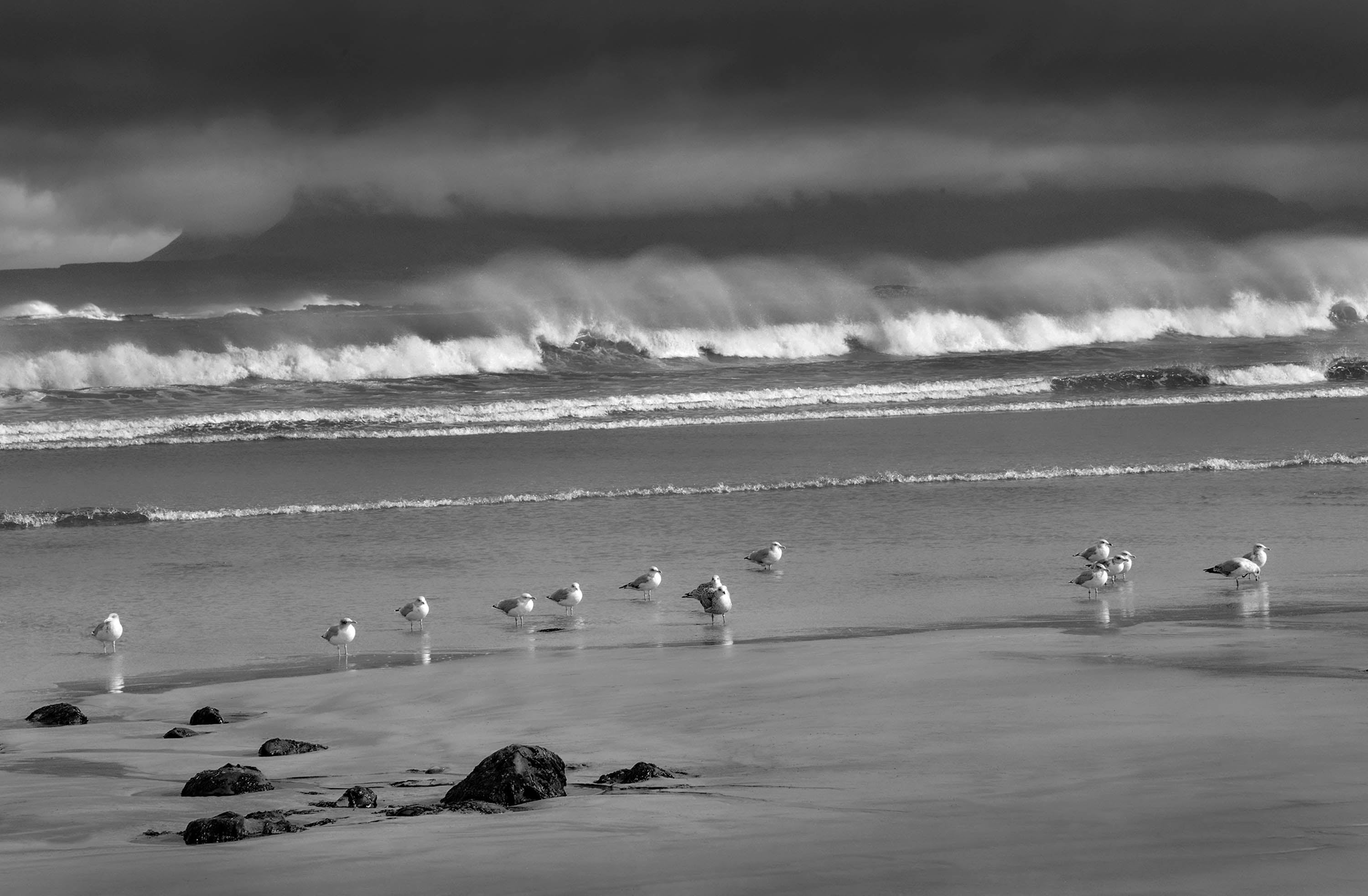 Seabirds and waves