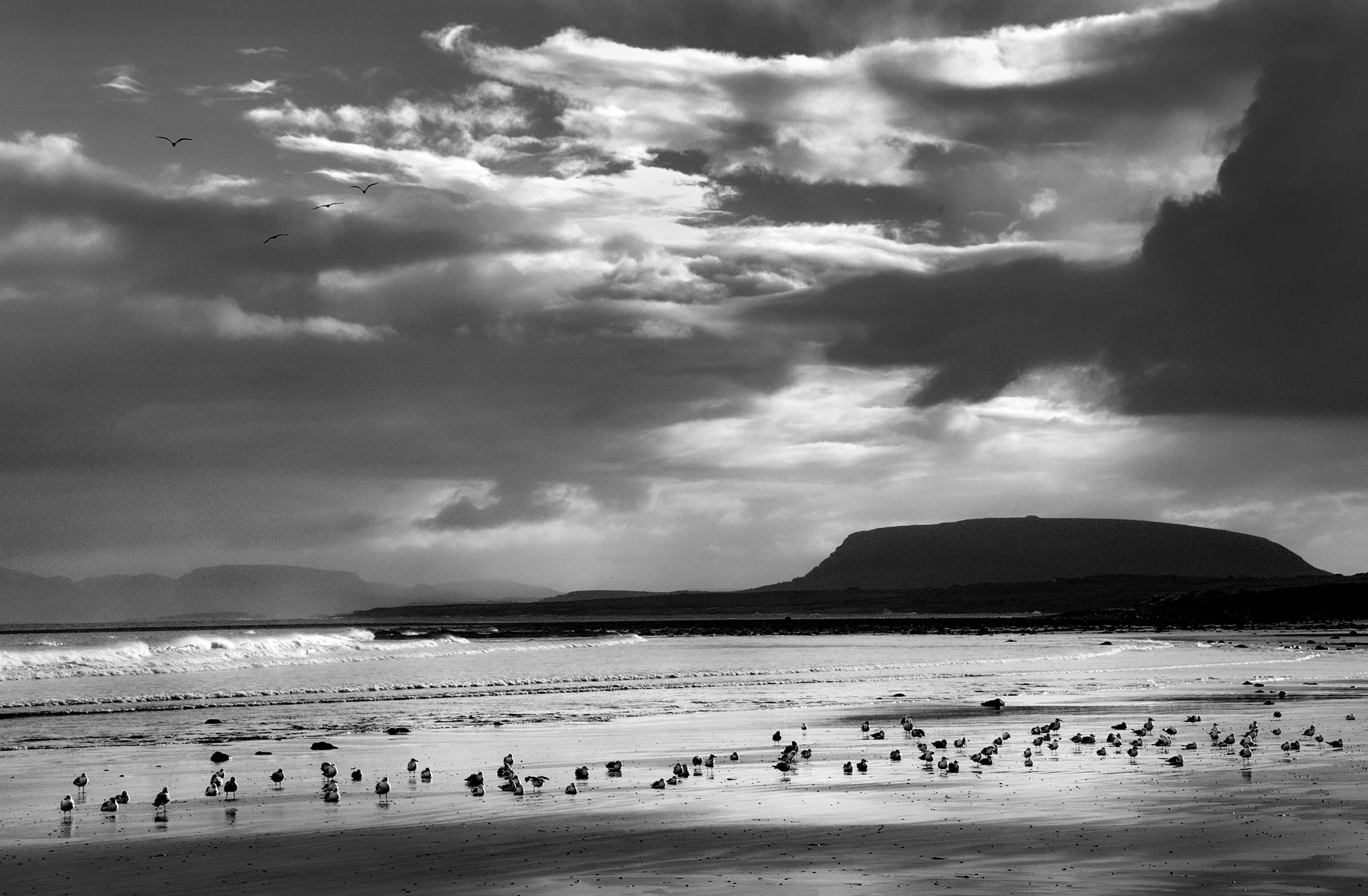Seabirds