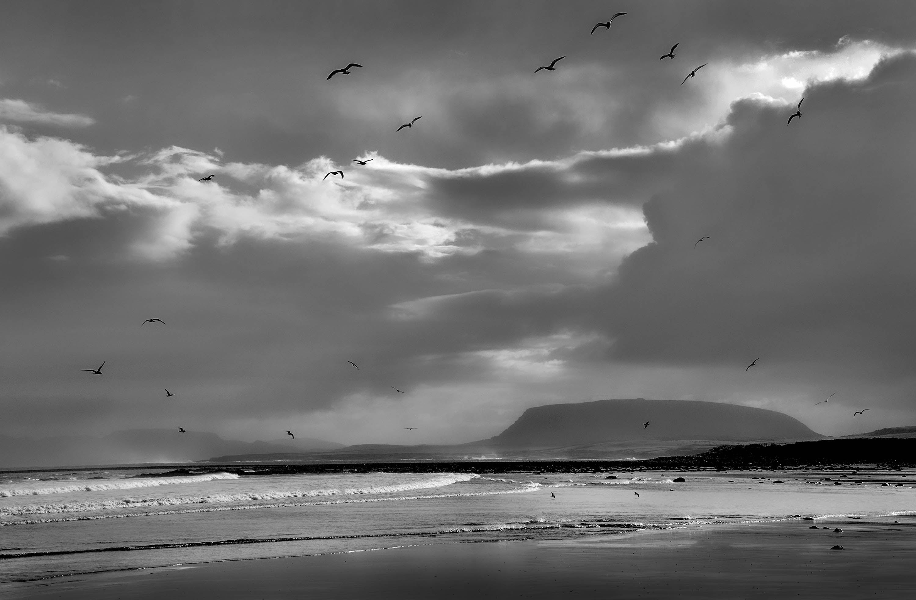 Beach and birds