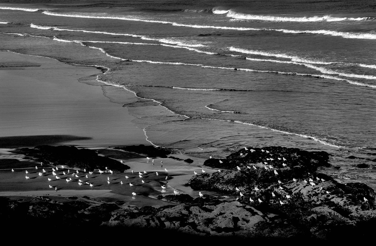 Seabirds