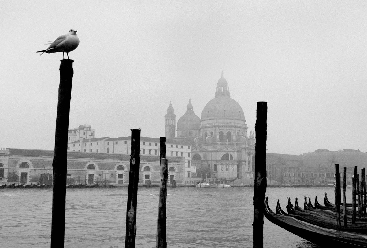 Gull in Venice
