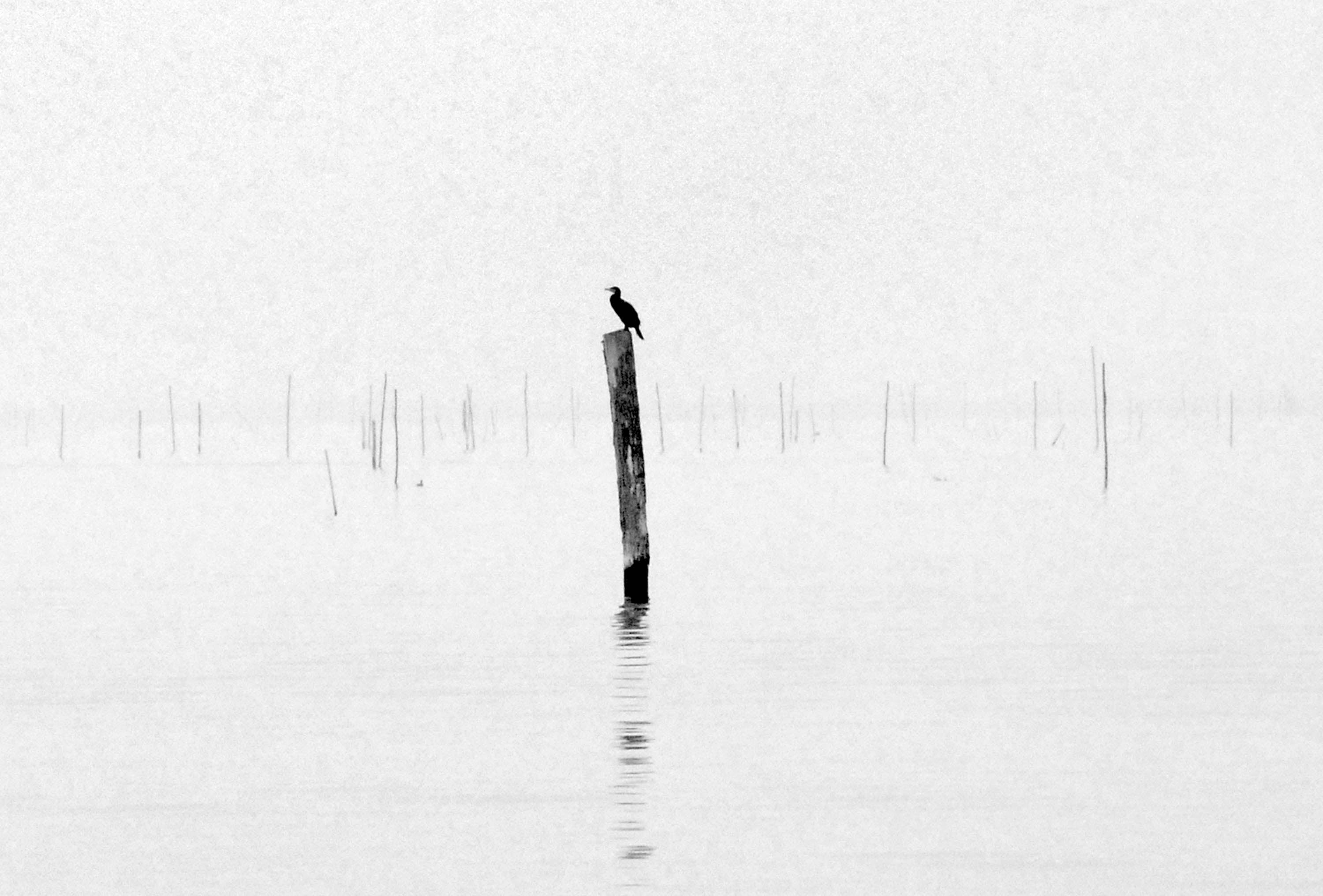  Bird on a pole