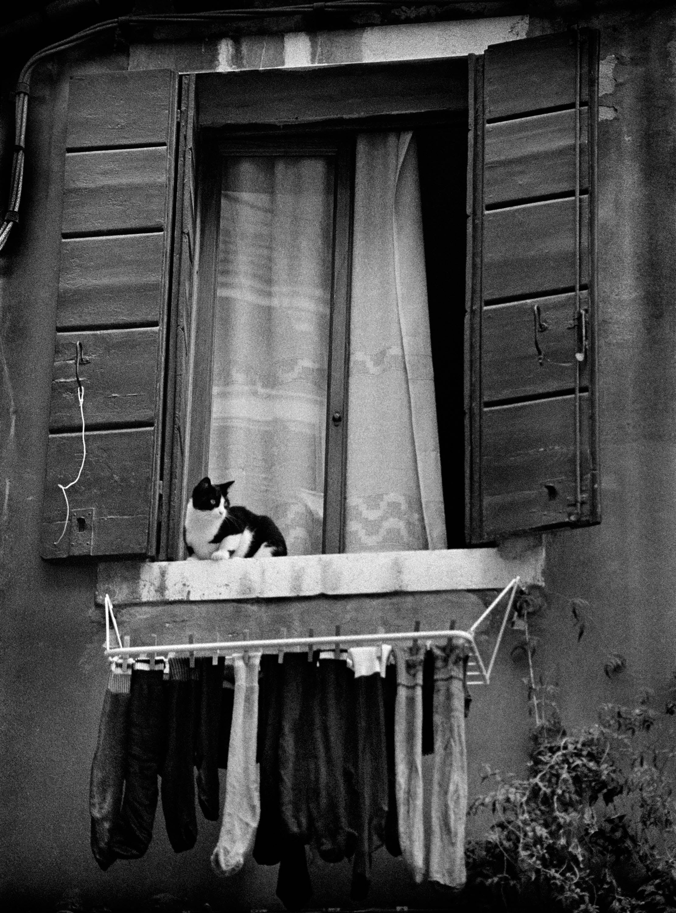 Cat on a window