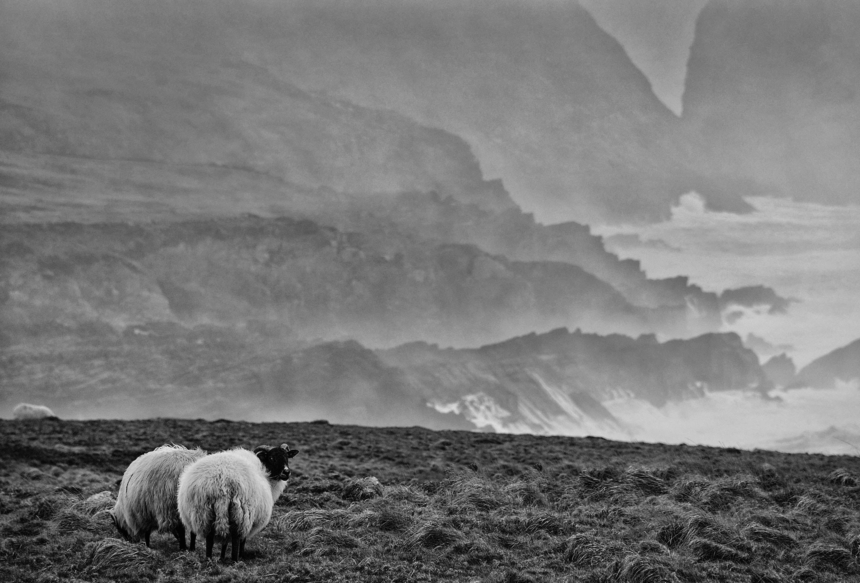 Sheep at Mizen Head West Cork 2014 Ireland