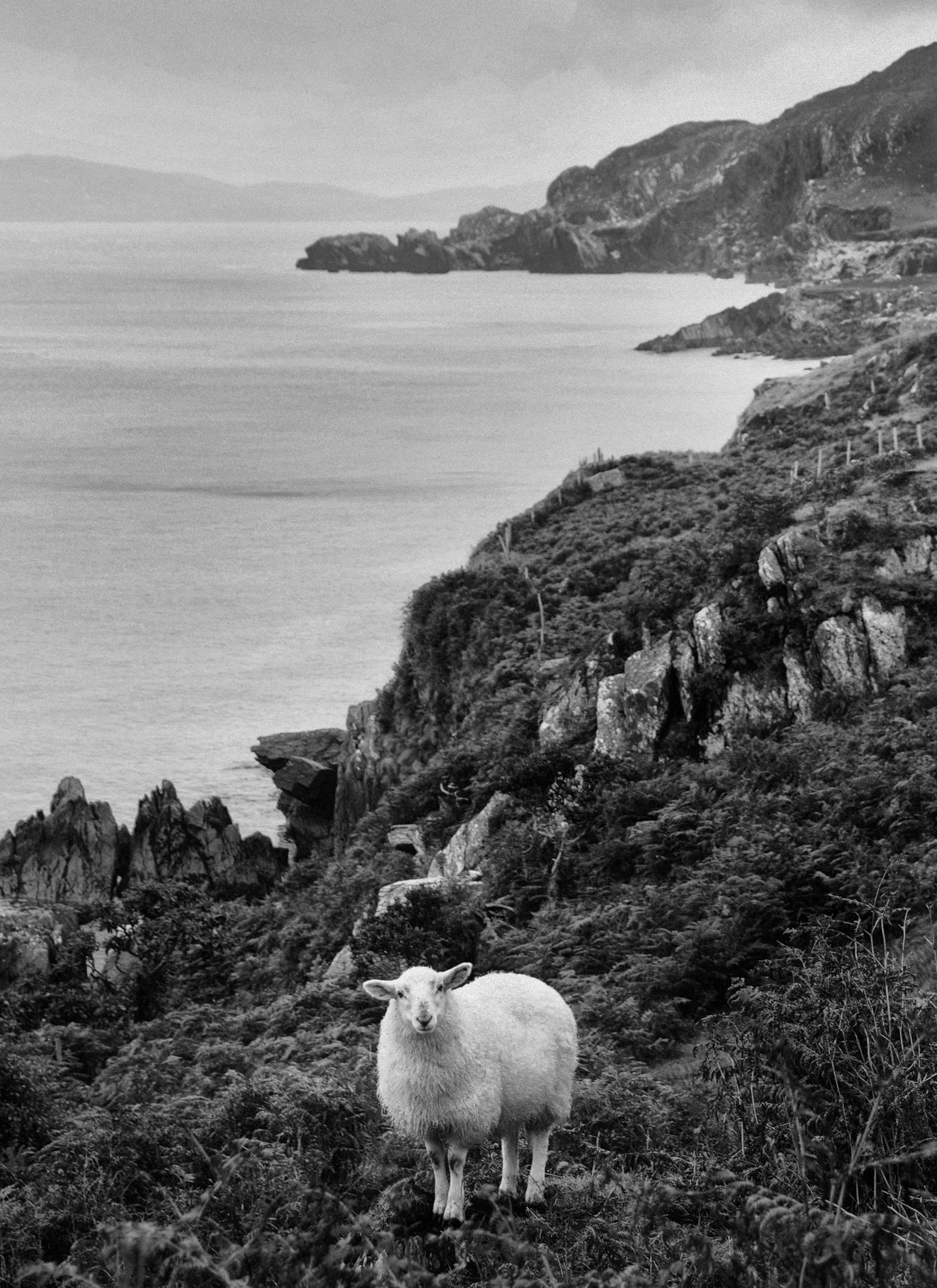 Sheep Beara Peninsula West Cork 2019